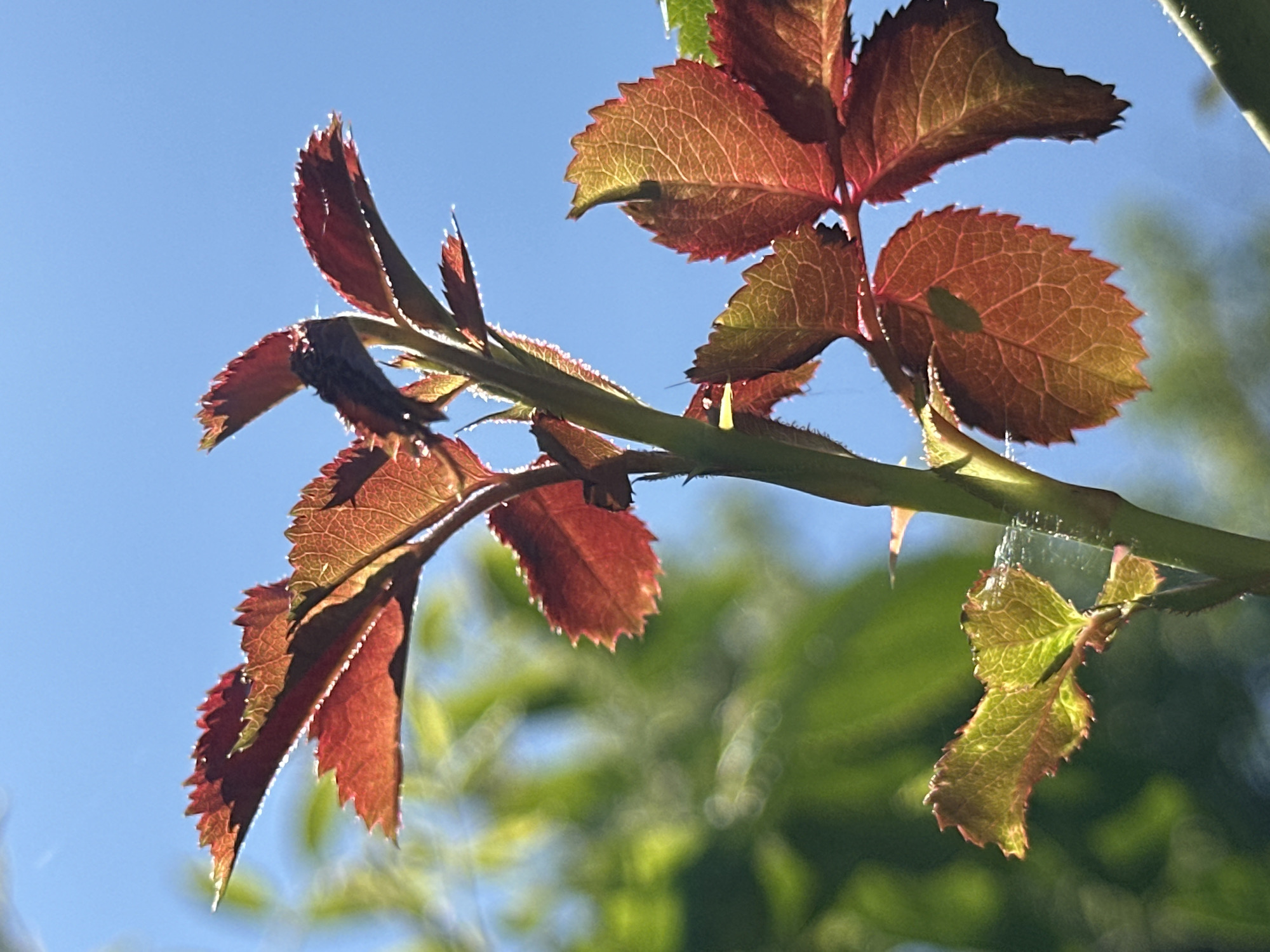 This image is a close-up, low-angle shot of a rose stem with new leaves bathed in sunlight. The leaves are a vibrant red and green, with serrated edges. The stem is green and has thorns. The background is a blur of green foliage and a clear blue sky. The image was taken in Lopashchyne, Ukraine.