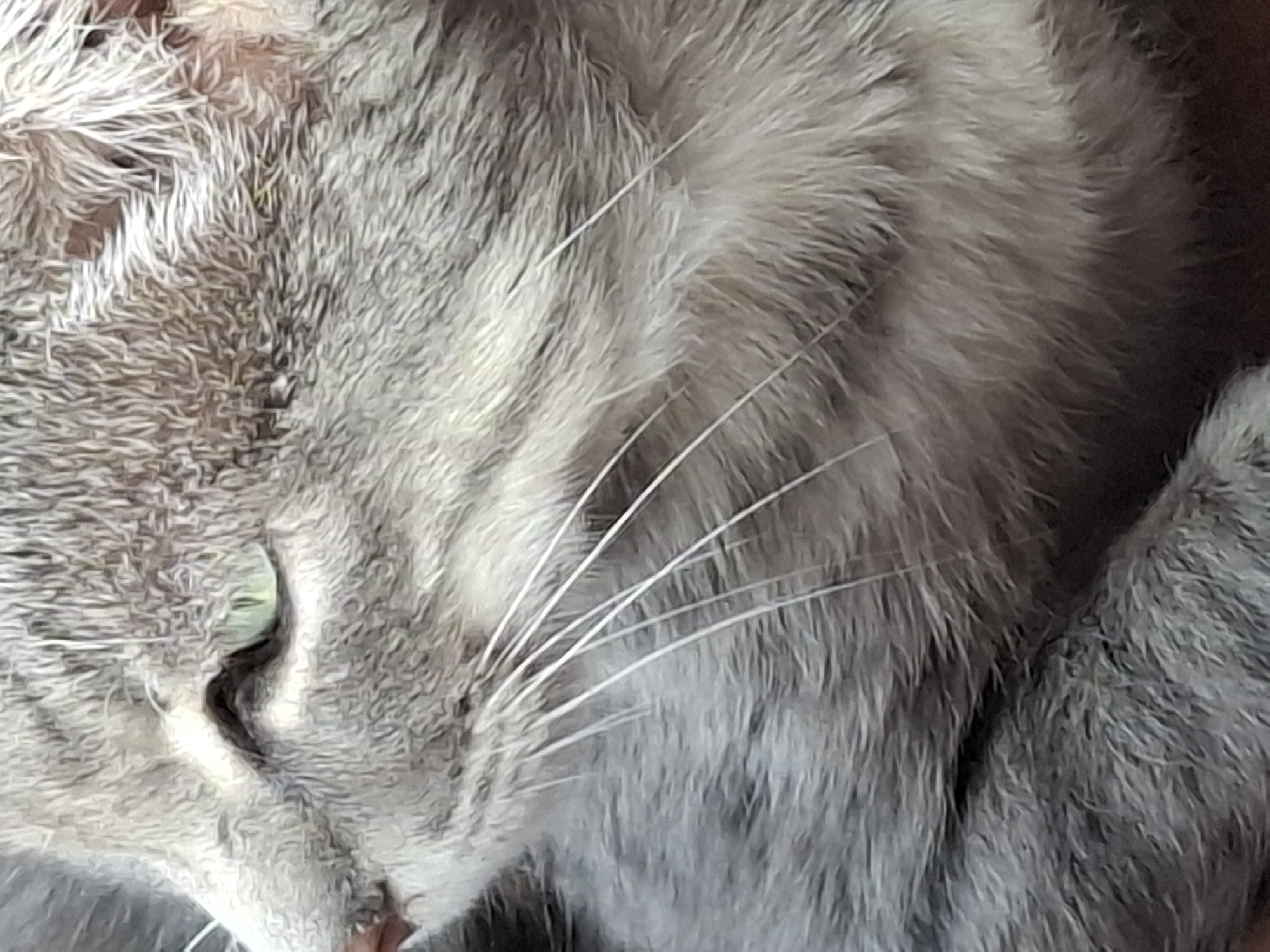This is a close-up, head-and-shoulders shot of a grey tabby cat. The cat is facing to the left, with its eye partially visible and a soft green iris. The fur is textured with grey and black stripes, and prominent white whiskers are visible. The background is blurred, with warm, dark tones suggesting an indoor setting. There is no information in the image that could place it in Almaty, Kazakhstan.