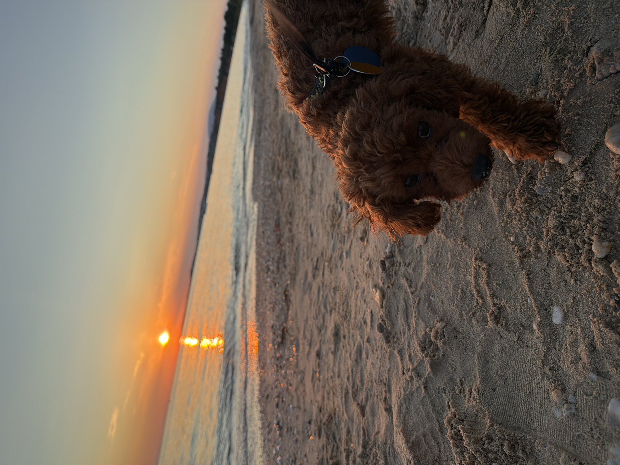 A low-angle, medium shot captures a small, fluffy, reddish-brown dog at the edge of a sandy beach as the sun sets over the water. The dog is positioned in the foreground to the right of the frame, facing slightly toward the left, with its nose close to the sand and its right paw extended forward. It appears to be sniffing or investigating the ground. The dog is wearing a black collar with a patterned strap and a blue and yellow tag.
The beach is composed of fine, light-colored sand with scattered small pebbles and shells. The texture of the sand shows patterns from the dog's movement and possibly previous footprints.
In the background, the sea stretches out towards the horizon, with gentle waves lapping the shore. The setting sun is a bright, intense orange orb low in the sky, casting a shimmering reflection on the water's surface. The sky transitions from a pale blue at the top to warm hues of orange and pink near the horizon, indicative of twilight. A distant, dark landmass or coastline is visible along the horizon line, separating the sea from the sky. The overall lighting suggests it is late afternoon or early evening. The location is identified as the beach in Πόρτες, Greece.