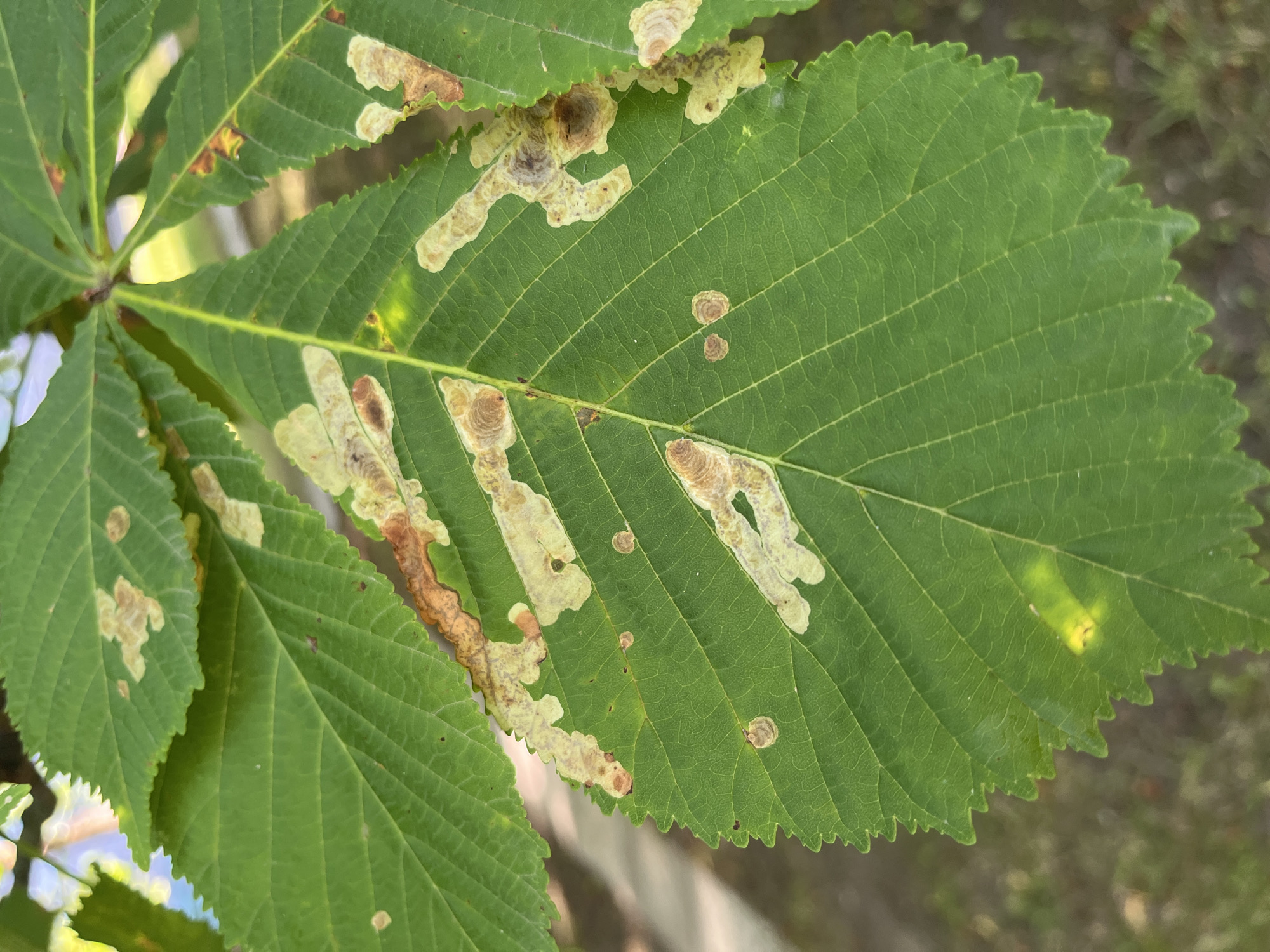 The image is a close-up shot of a green leaf with irregular brown and tan patches, indicative of a leaf mining insect infestation. The leaf is detailed with prominent veins and serrated edges. The background is softly blurred, showing hints of grass and a lighter, out-of-focus area that could be a path or sidewalk, suggesting an outdoor urban setting. There are no people or animals visible in the image. The scene appears to be a snapshot of a plant in a park or garden within the city of Minsk, Belarus.