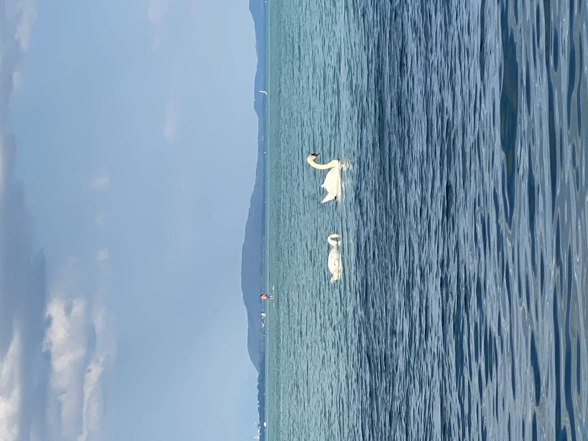 The image depicts a body of water, likely a lake, under a partly cloudy sky. In the foreground, the water is a deep blue with visible ripples. Further out, the water transitions to a lighter, teal hue. Two white swans are present in the middle ground. One swan is swimming on the surface, while the other is partially submerged, with its head down in the water. In the background, a person is visible standing on a paddleboard, and a distant landmass with a hill is present on the horizon. Several sailboats are also scattered across the water. The scene appears to be a serene outdoor setting, possibly a park or recreational area. While the precise location is not identifiable from the image alone, if this scene were located in Cortaillod, Switzerland, it would likely be along the shores of Lake Neuchâtel.