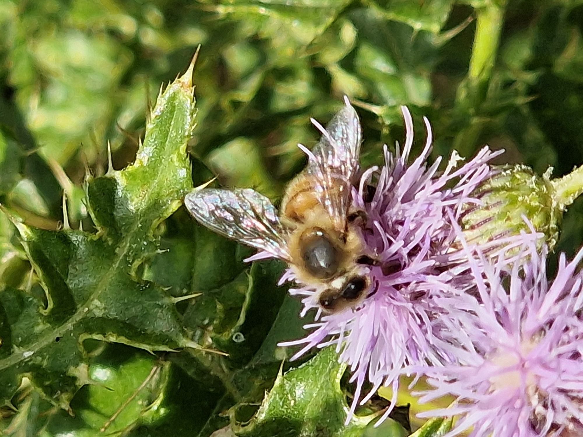 A close-up, eye-level, full-shot photograph captures a bee in the process of foraging on a light purple thistle flower. The bee, primarily brown and yellow with translucent, iridescent wings, is positioned centrally on the flower. Its body is segmented and its wings are spread, revealing intricate vein patterns. The flower itself has numerous delicate, spiky purple petals radiating outwards. The background is a blur of green, suggesting foliage, possibly from the same plant or surrounding vegetation. The lighting is natural, highlighting the textures of the bee's wings and the flower's petals. The overall impression is one of a natural, outdoor setting, likely a garden or a wild area, given the presence of the bee and thistle. There is no indication of human presence or any specific urban landmarks that would pinpoint a location within Canterbury, United Kingdom. The image focuses solely on the macro details of the insect and flower.
