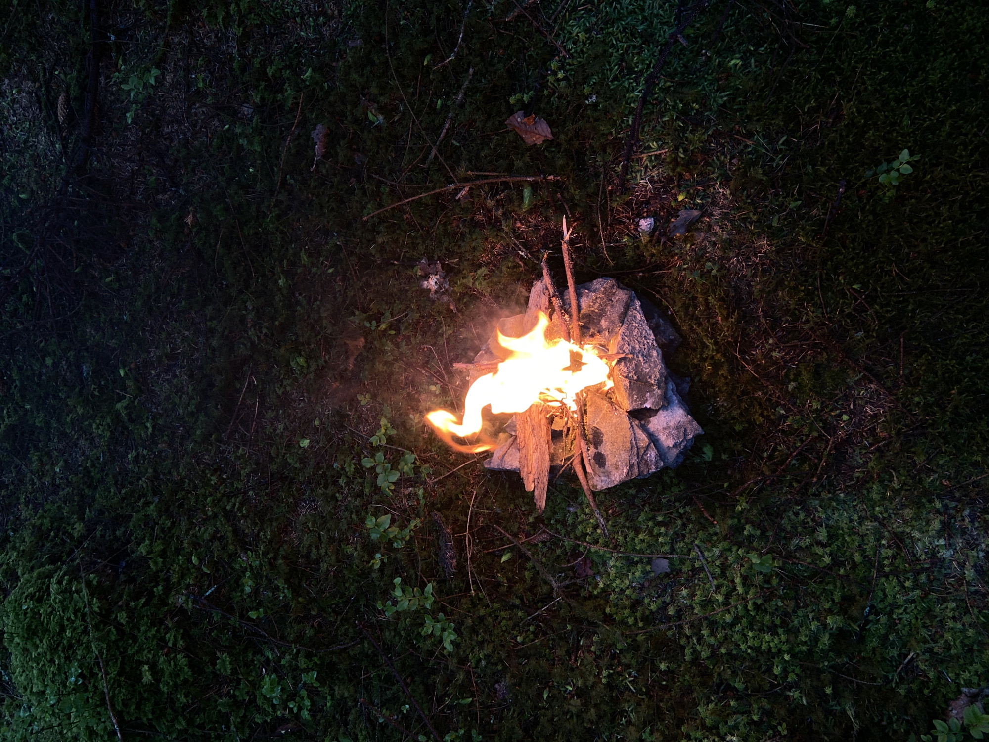 A small campfire burns on a mossy forest floor in Betws-y-coed, United Kingdom. The fire is contained within a small enclosure of rocks. Twigs and pieces of wood fuel the flames. The surrounding forest floor is covered in dense moss and small plants, with varying light levels due to the fire's glow. The environment appears natural and undisturbed. No people are visible.