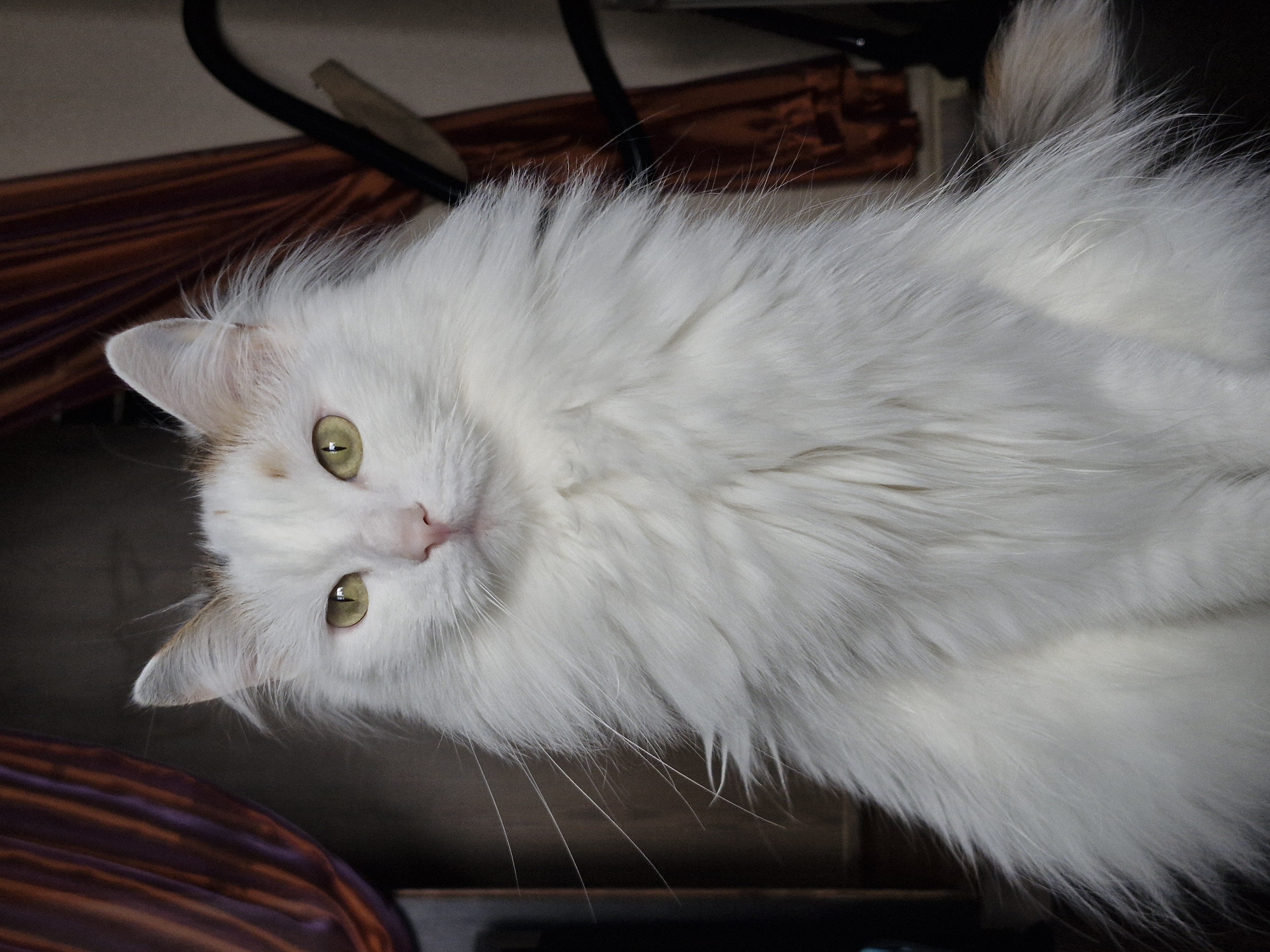 A white, long-haired cat with green eyes is positioned in the center of the image. The cat is lying down and looking up. The cat is placed on a brown surface next to a chair. The location of the scene is unknown and is not provable to be in Yekaterinburg, Russia.