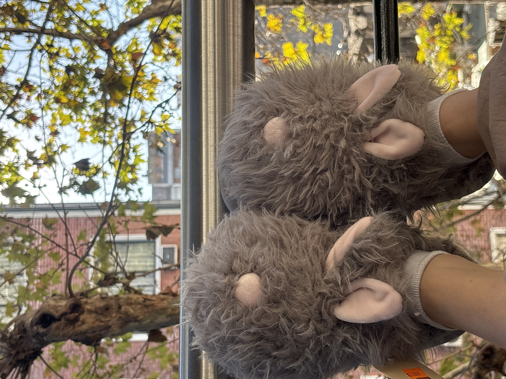 The image shows two grey, furry, animal-shaped slippers held up against a window. The slippers feature small pink inner ears and tiny white oval "eyes" or noses, giving them a cute and whimsical appearance. A person's arms or hands, partially visible and wearing light-colored socks or cuffs, are inside the slippers.
The background, seen through the window, reveals a bright and sunny outdoor scene. A tree with abundant yellow and green autumn leaves dominates the upper and left portions of the view, suggesting the fall season. A prominent, thick, gnarled tree branch extends across the lower-left. Beyond the foliage, a red brick building with white-framed windows and what appears to be an air conditioning unit is visible. The natural lighting indicates it is daytime, likely a clear and sunny morning or afternoon.
An orange price tag, partially visible on the underside of one slipper, displays the number "24,000". Given the location context of Buenos Aires, Argentina, this likely refers to 24,000 Argentine Pesos. The image captures a moment of comfort or playful display against a backdrop of a clear autumn day in an urban setting.