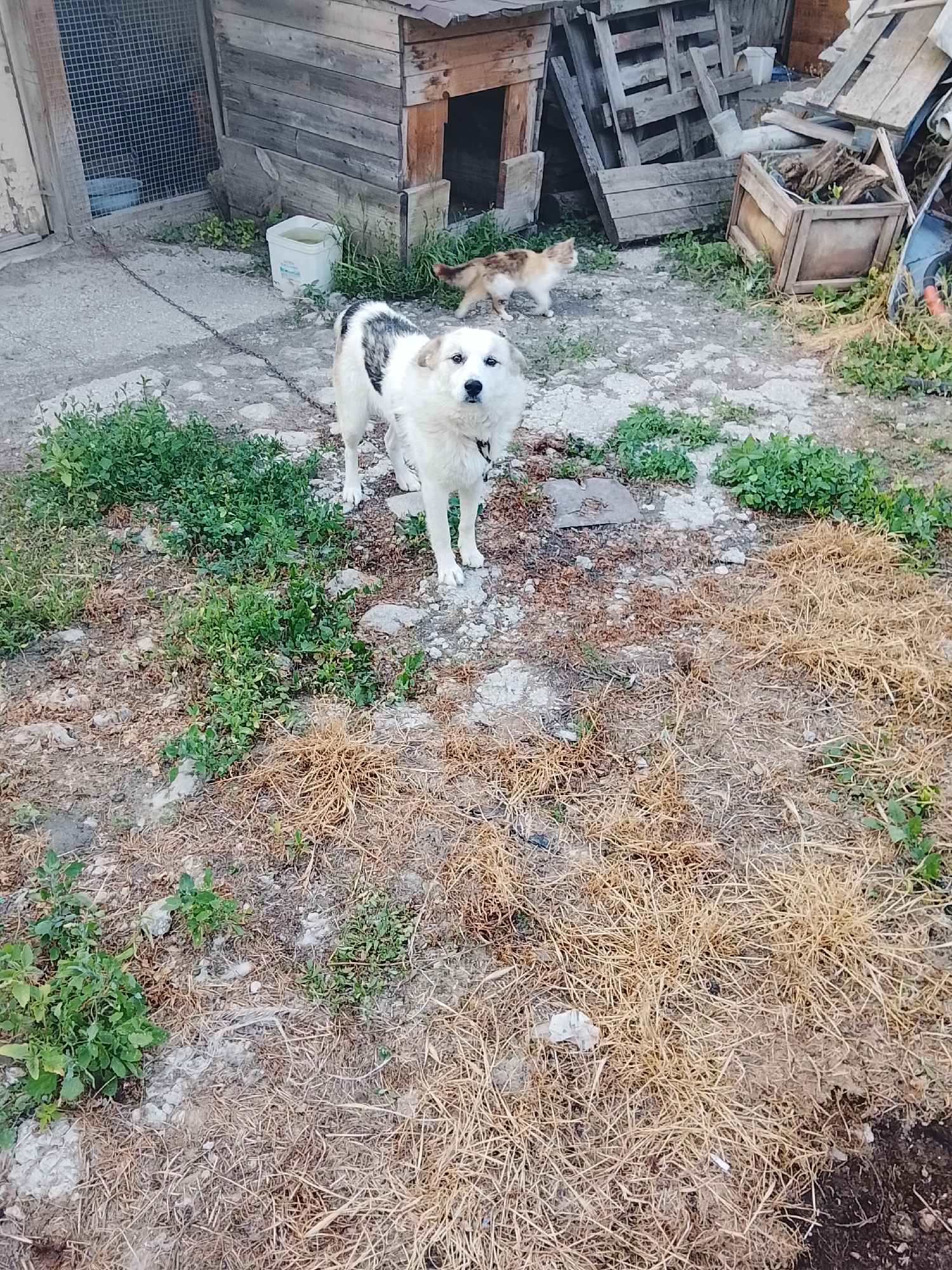 This is a medium-angle, eye-level outdoor shot taken in the city of Komarevo, Bulgaria. The scene depicts a rural or semi-rural setting, likely a backyard or yard. In the foreground, a medium-sized white dog with black markings on its back and head is standing on a gravel and dirt path. The dog appears to be alert and looking towards the camera. Behind the dog, a ginger and white cat is visible, walking away from the camera towards a rustic wooden doghouse. The doghouse is situated behind a chain that is attached to the dog. The ground is a mix of dry grass, dirt, and some patches of green vegetation. In the background, there are more wooden structures, possibly remnants of other enclosures or storage, along with a wooden crate filled with debris. The overall environment suggests a functional, lived-in space rather than a manicured garden.