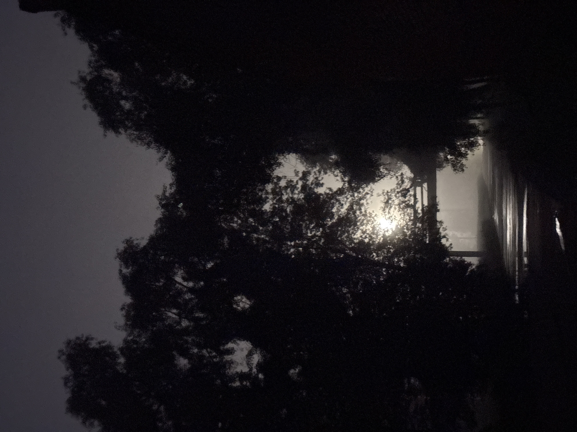 The image depicts a dark, atmospheric scene, likely taken at night or during twilight. Silhouetted trees frame a wet, reflective pathway or road, suggesting recent rain. In the background, a diffused light source, possibly a streetlamp or moonlight, illuminates a misty or foggy environment. The overall impression is one of quietude and a slightly eerie ambiance. The location in Homyel, Belarus, is not visually identifiable from the image itself. There are no people, specific objects, or actions readily discernible within the frame, beyond the natural elements and the man-made path.
