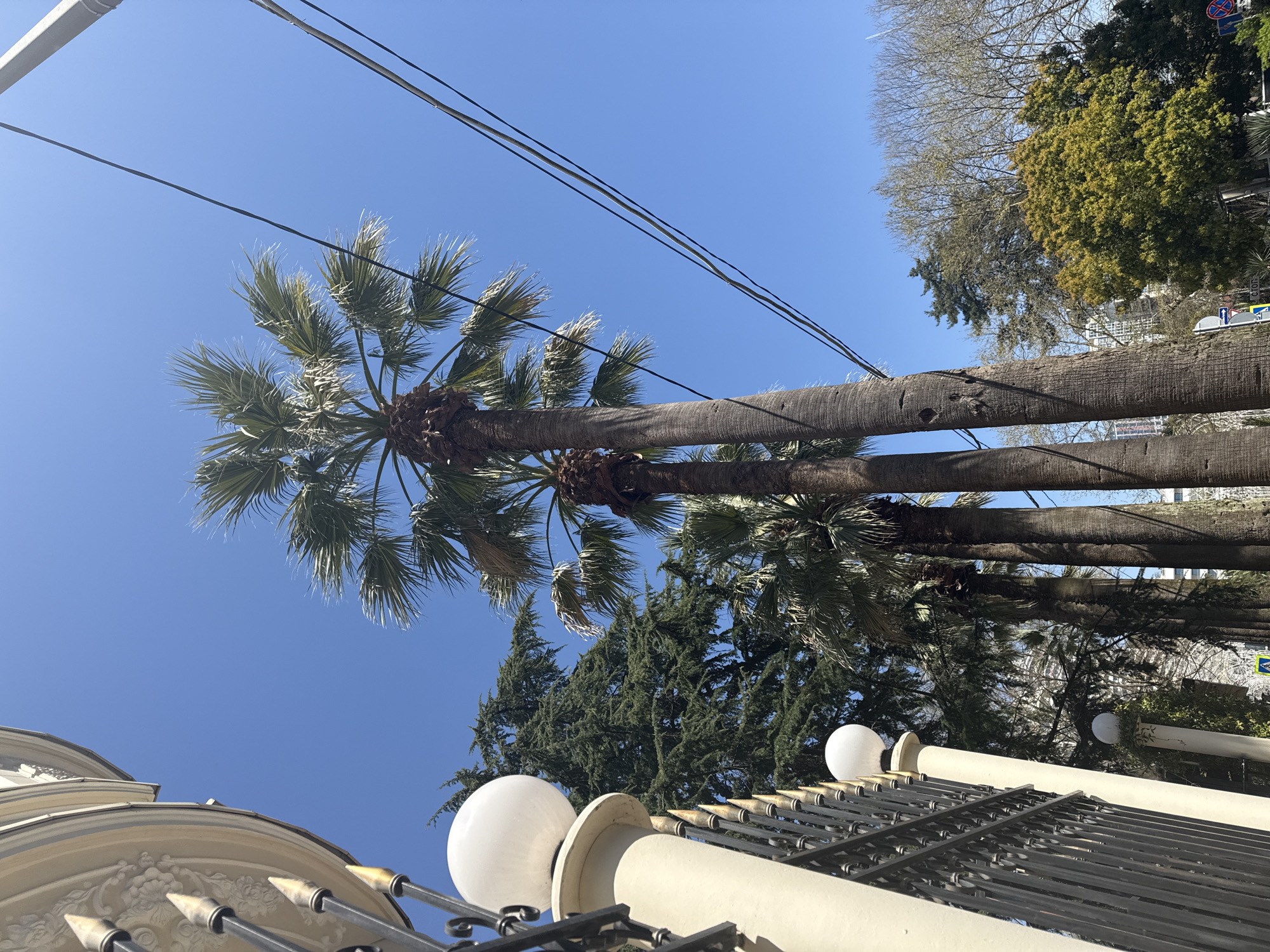 The image, taken from a low angle, features a view dominated by palm trees against a bright blue sky. The palm trees are lined up horizontally in the middle of the image and are of varying heights. Electrical wires traverse the sky above the palm trees. The lower portion of the image includes sections of a white fence with round, white lamps attached to it. The surroundings include various types of trees and possibly buildings. The specific city and location are not discernible from the image.