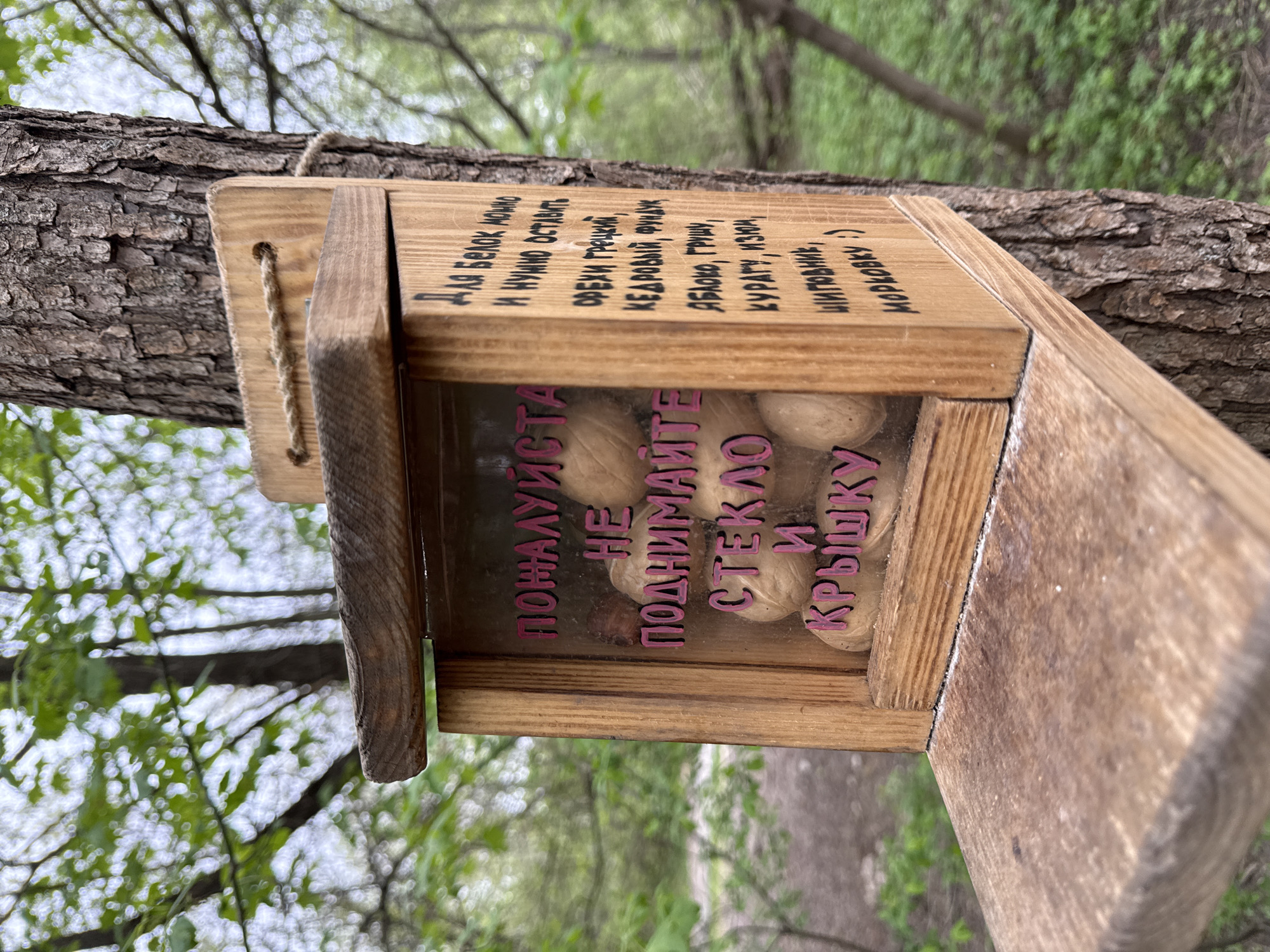The image shows a wooden squirrel feeder hanging on a tree branch, likely in a park or forested area. The feeder is filled with walnuts. It has a transparent window with a pink inscription in Russian: "ПОЖАЛУЙСТА НЕ ПОДНИМАЙТЕ СТЕКЛО И КРЫШКУ" ("PLEASE DO NOT LIFT THE GLASS AND THE LID"). The top of the feeder has another inscription in Russian: "Для Белок можно и нужно оставить ОРЕХИ грецкий, КЕДРОВЫЙ, ФУНДУК, ЯБЛОКО, ГРУШУ, КУРАТУ, ИЗЮМ, ШИПОВНИК, МОРКОВКУ" ("For squirrels you can and should leave WALNUTS, CEDAR NUTS, HAZELNUTS, APPLE, PEAR, DRIED APRICOTS, RAISINS, ROSE HIPS, CARROTS"). Based on the presence of Russian text, it is likely located somewhere in Russia. Given that many public parks and green spaces exist in Moscow, Russia, it's plausible that the image was taken there.