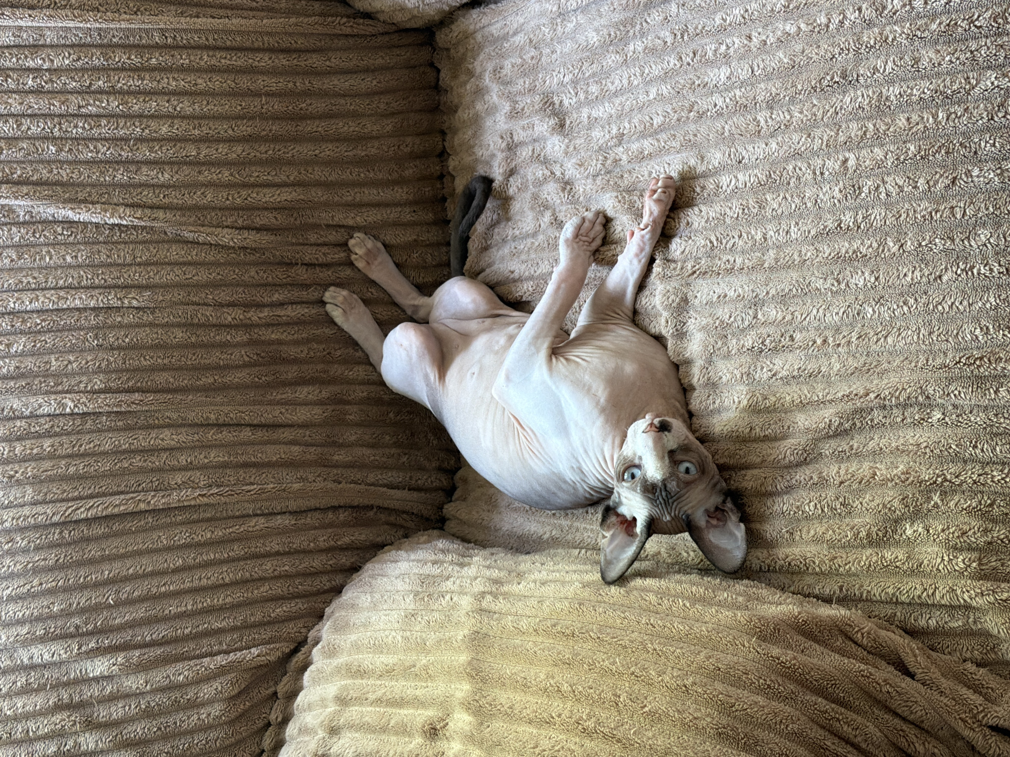 A Sphynx cat is lying on its back in a brown corduroy couch. The cat is centered in the frame, with its head near the bottom of the image and its legs and tail extended upwards. The cat is looking directly at the camera with its blue eyes wide open. The couch fabric is heavily textured, and there is a corner of the couch visible in the top left. The location is unknown.