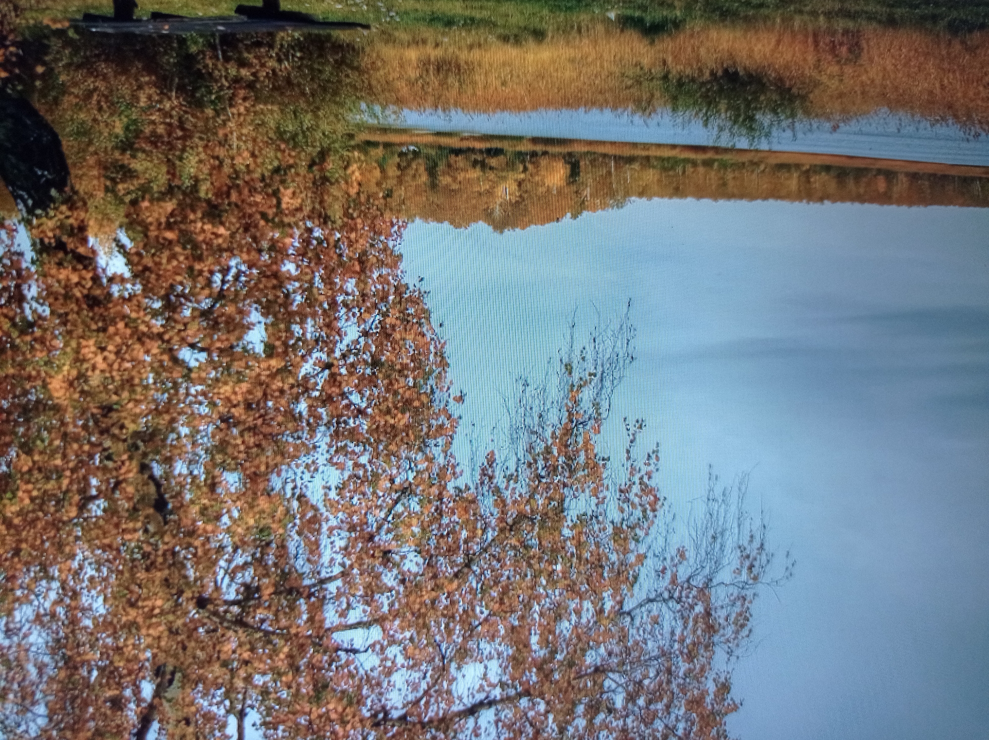 The image depicts an autumnal landscape with a body of water in the foreground, likely a lake or river. A forest of trees with orange and yellow foliage lines the far bank, reflecting in the calm water. In the right foreground, a large tree with falling orange leaves dominates the scene. The sky is a pale blue with some clouds. A dark wooden bench is visible in the lower right corner. There are no people present in the image. The scene is consistent with a park or natural area within or near the city of Mukachevo, Ukraine, during the autumn season.