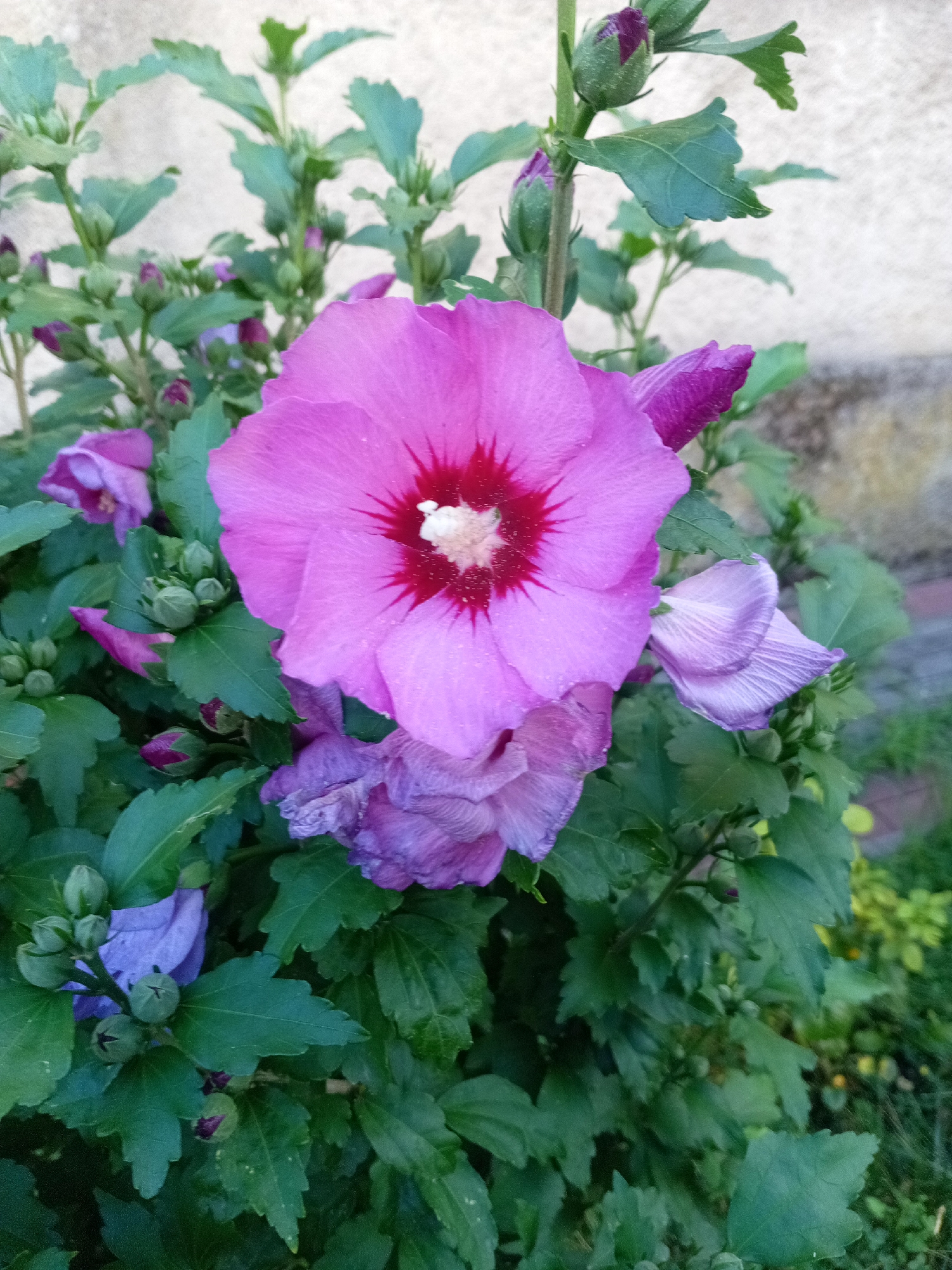 In Tiachiv, Ukraine, a close-up shot showcases a vibrant pink hibiscus flower in full bloom. The flower's center is a striking crimson, transitioning to a lighter pink at the petal edges. Surrounding the main bloom are numerous buds in various stages of development, some a deep purple, others a lighter shade of pink. The leaves of the plant are a lush green, with some slightly curled or wilting petals visible in the foreground and background. The backdrop consists of a light-colored, textured wall, suggesting an outdoor setting likely in a garden or yard within the city.