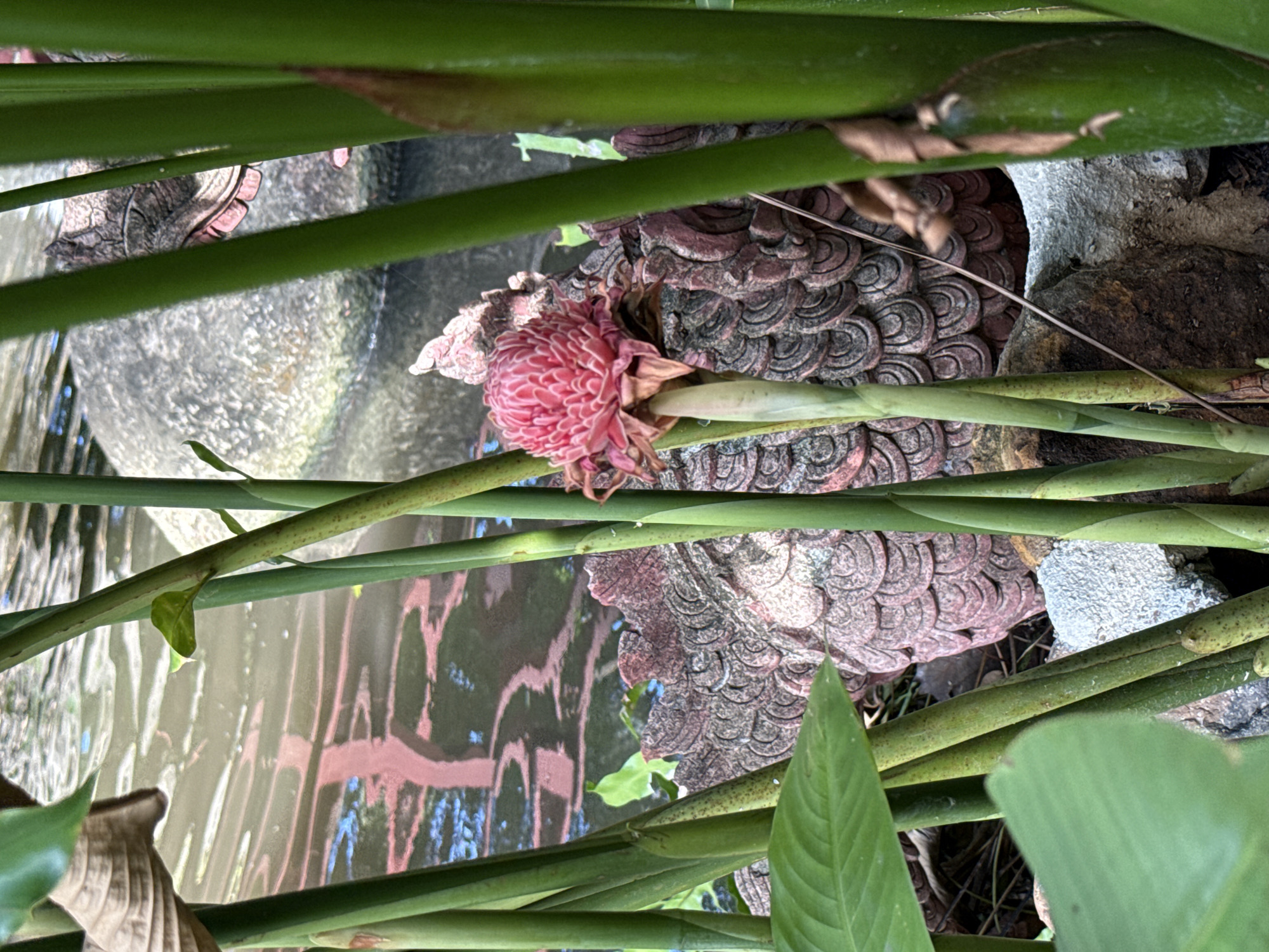 The image shows a pink torch ginger flower surrounded by green stalks and leaves. The flower is partially withered, with some brown tips on its petals. Behind the flower, there is a stone sculpture with a textured, patterned surface. Water with reflections of pink and blue is visible in the background. The environment suggests a garden or natural setting. The location is Samrong Nuea Subdistrict Municipality, Thailand.