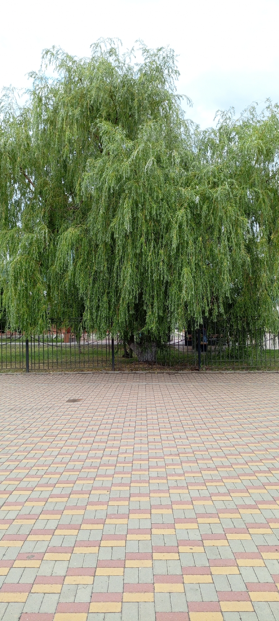 A weeping willow tree with lush green foliage dominates the center of the image, its branches cascading downwards. Behind the tree, a black metal fence encloses an area with grass and a tree trunk. In the foreground, a paved walkway made of interlocking rectangular bricks in shades of pink, yellow, and gray stretches towards the viewer. The scene appears to be an outdoor public space, likely a park or a promenade, in the city of Kirsanov, Russia. The sky above is overcast.