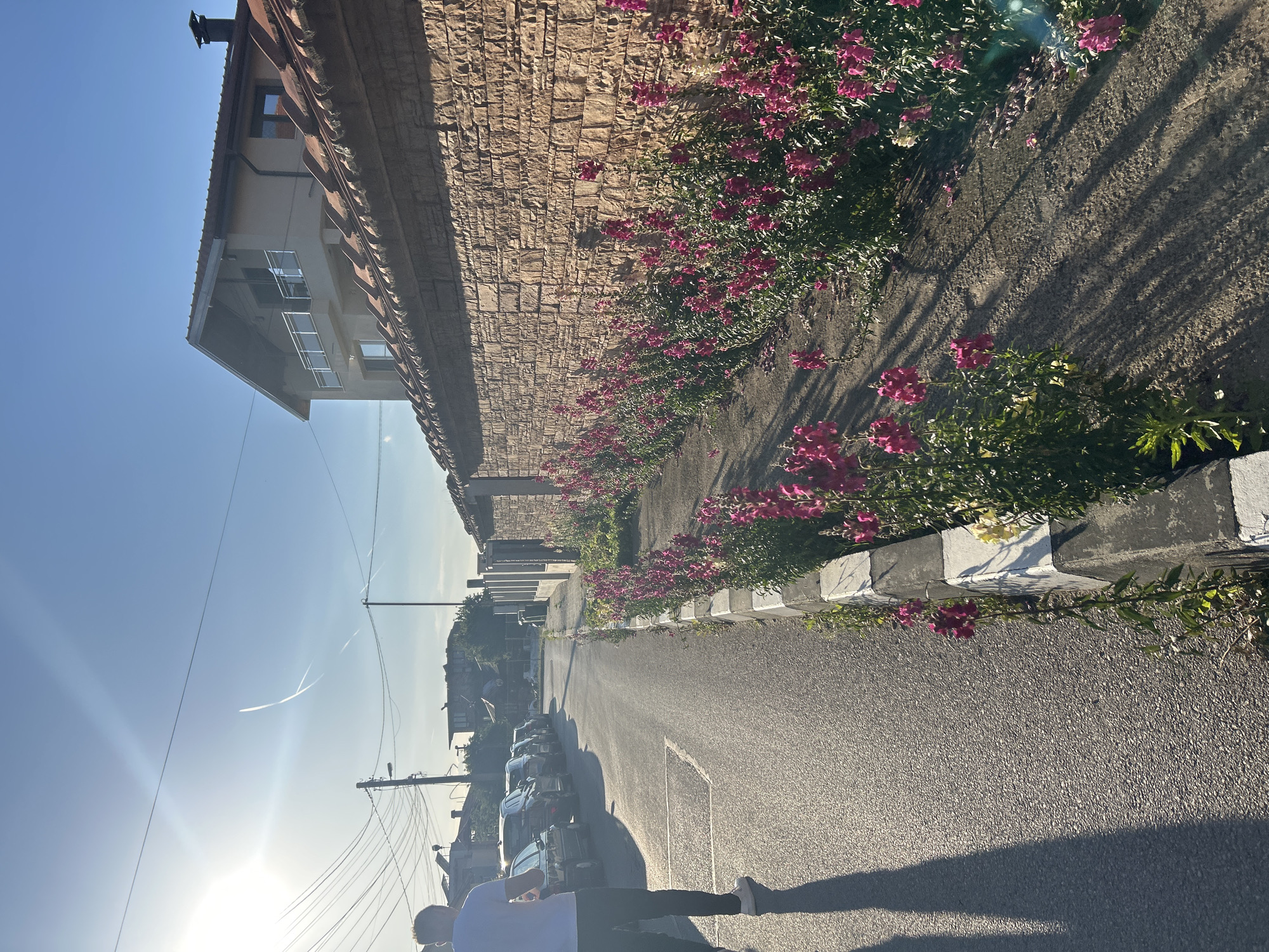 A sunlit street in Mirovyane, Bulgaria, is lined with parked cars on the left. A stone wall runs along the right, adorned with a profusion of pink flowers. A man walks along the street. The sky is blue with faint contrails. A building is partially visible on the left.