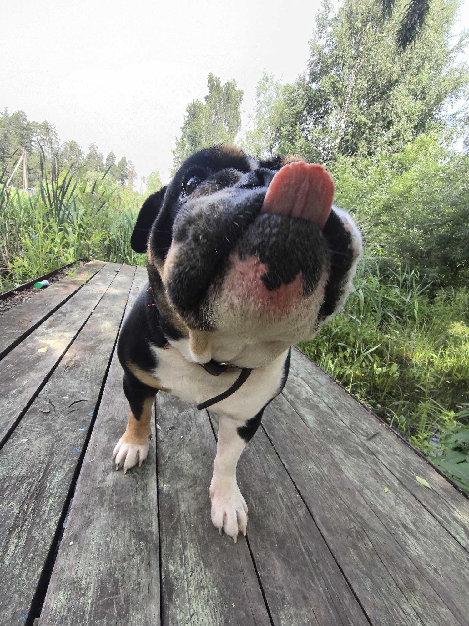 This is a low-angle, close-up photograph of a tri-color bulldog on a wooden boardwalk. The dog is looking directly at the camera with its tongue sticking out. Its fur is black, white, and tan, with distinct patches of color on its face. The boardwalk is made of weathered, grey wooden planks, with some green paint visible on the left side. Behind the dog, there is lush green vegetation, including tall reeds and trees, suggesting a natural outdoor setting near water. The sky is bright and overcast, indicating it is daytime. The dog's expression and the tongue sticking out convey a playful or curious emotion. No text is visible in the image. The scene is likely located in Noviy, Russia.