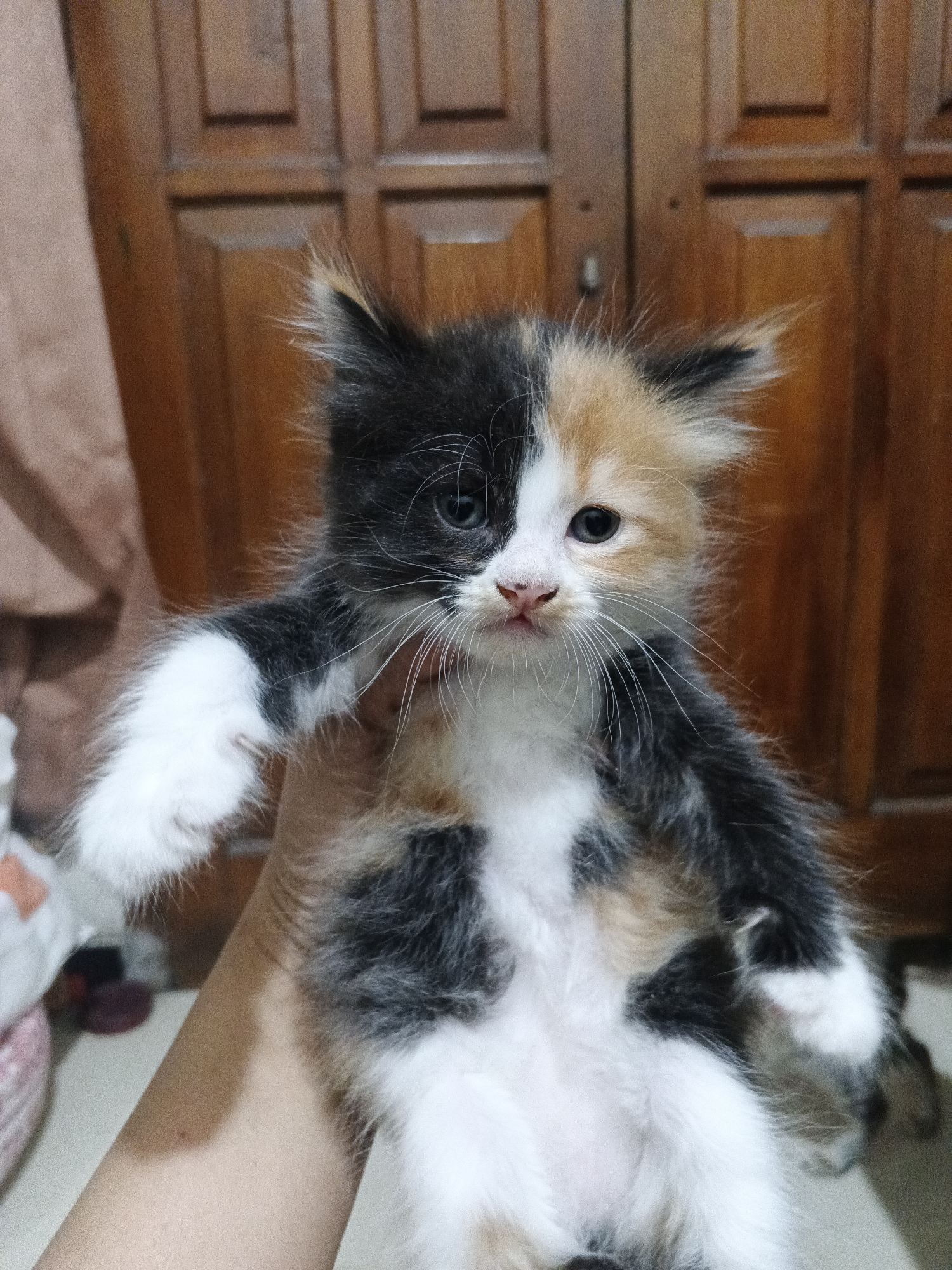 A person's hand is holding a calico kitten with fluffy fur. The kitten has patches of black, white, and orange fur on its body and face. It has wide, curious eyes and a pink nose. The background consists of a wooden door and a beige wall, suggesting an indoor setting in a home. The image is taken from a close-up perspective, focusing on the kitten.