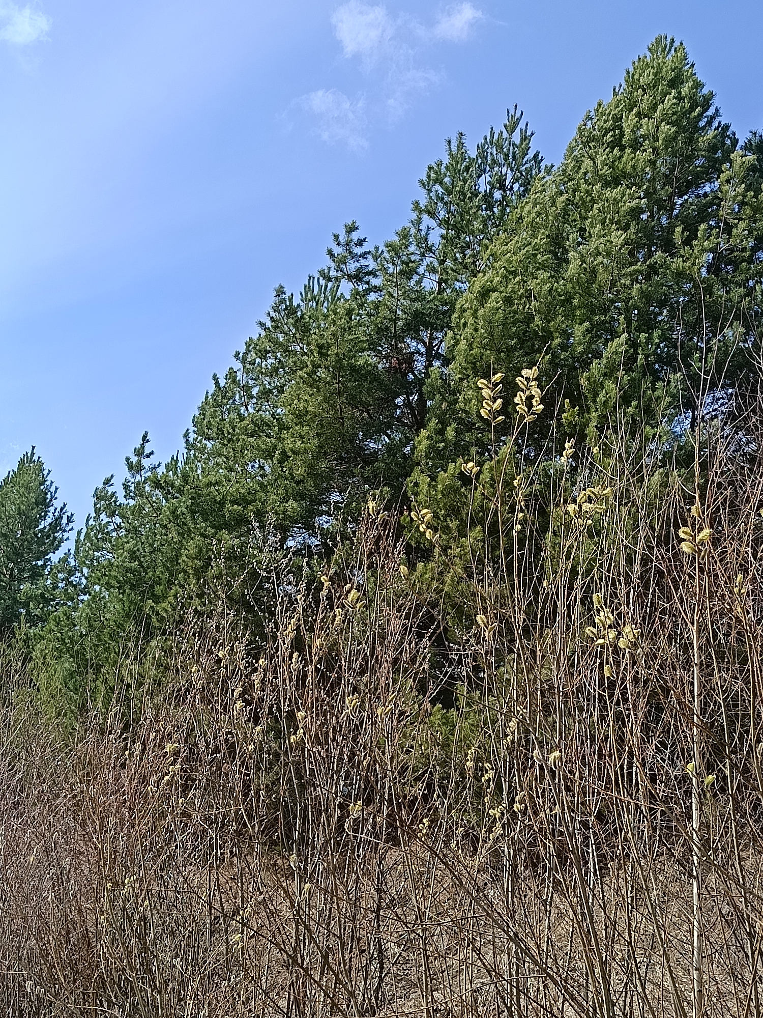 The image depicts a landscape scene in Chaikovsky, Russia. A row of evergreen trees is visible in the background. A dense thicket of leafless bushes with prominent yellow catkins fills the foreground. The sky is light blue with a few scattered clouds.