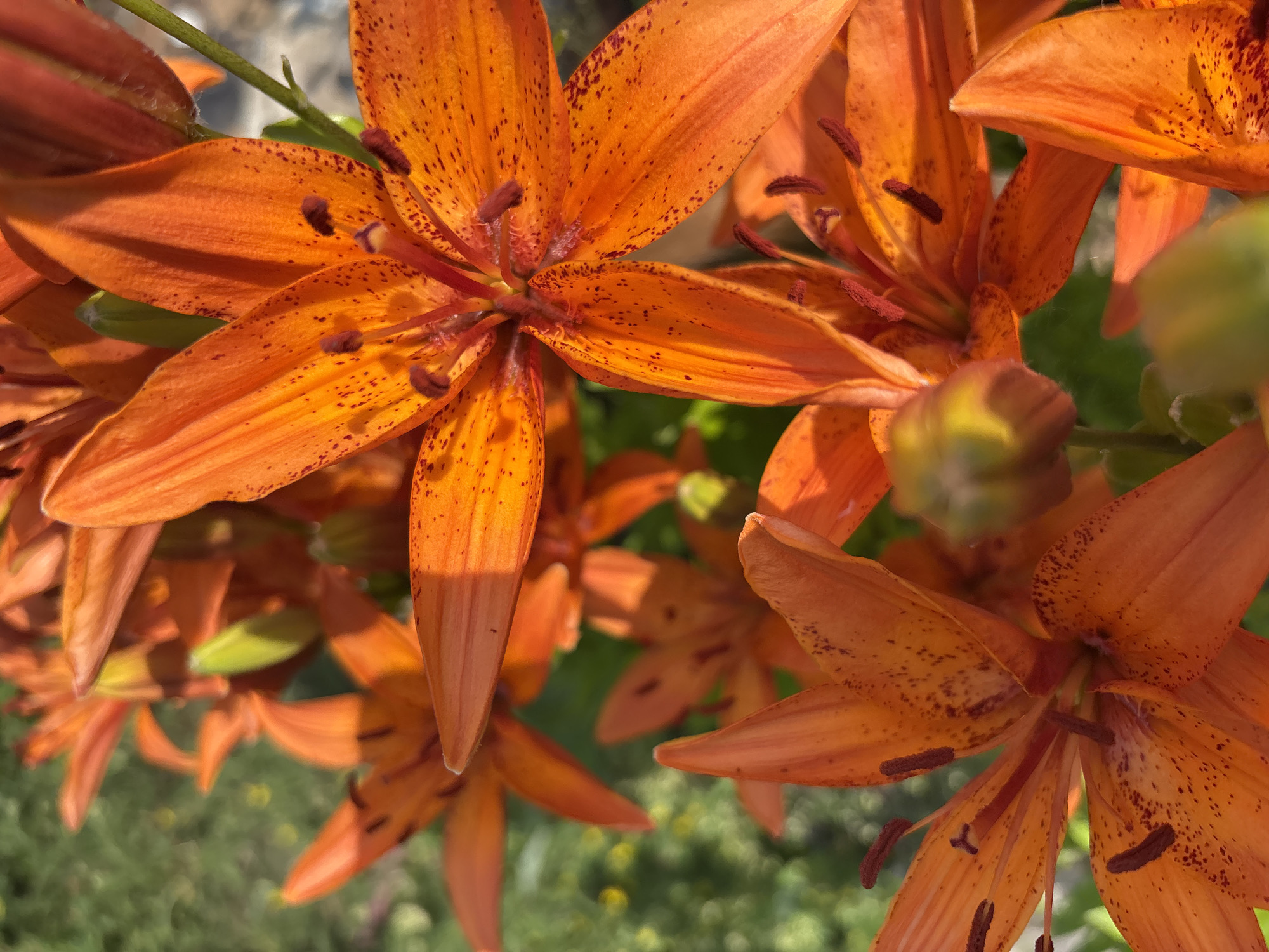 A close-up, eye-level, outdoor shot captures a cluster of vibrant orange tiger lilies. The flowers are in focus, with their petals, stamens, and pistils clearly defined. The background is softly blurred green foliage, suggesting a garden or natural setting. The lighting is bright, casting distinct shadows on the petals, and the overall image has a warm, natural tone. There are no people or animals visible in the scene. The location is the city of Vishnevka, Russia.
