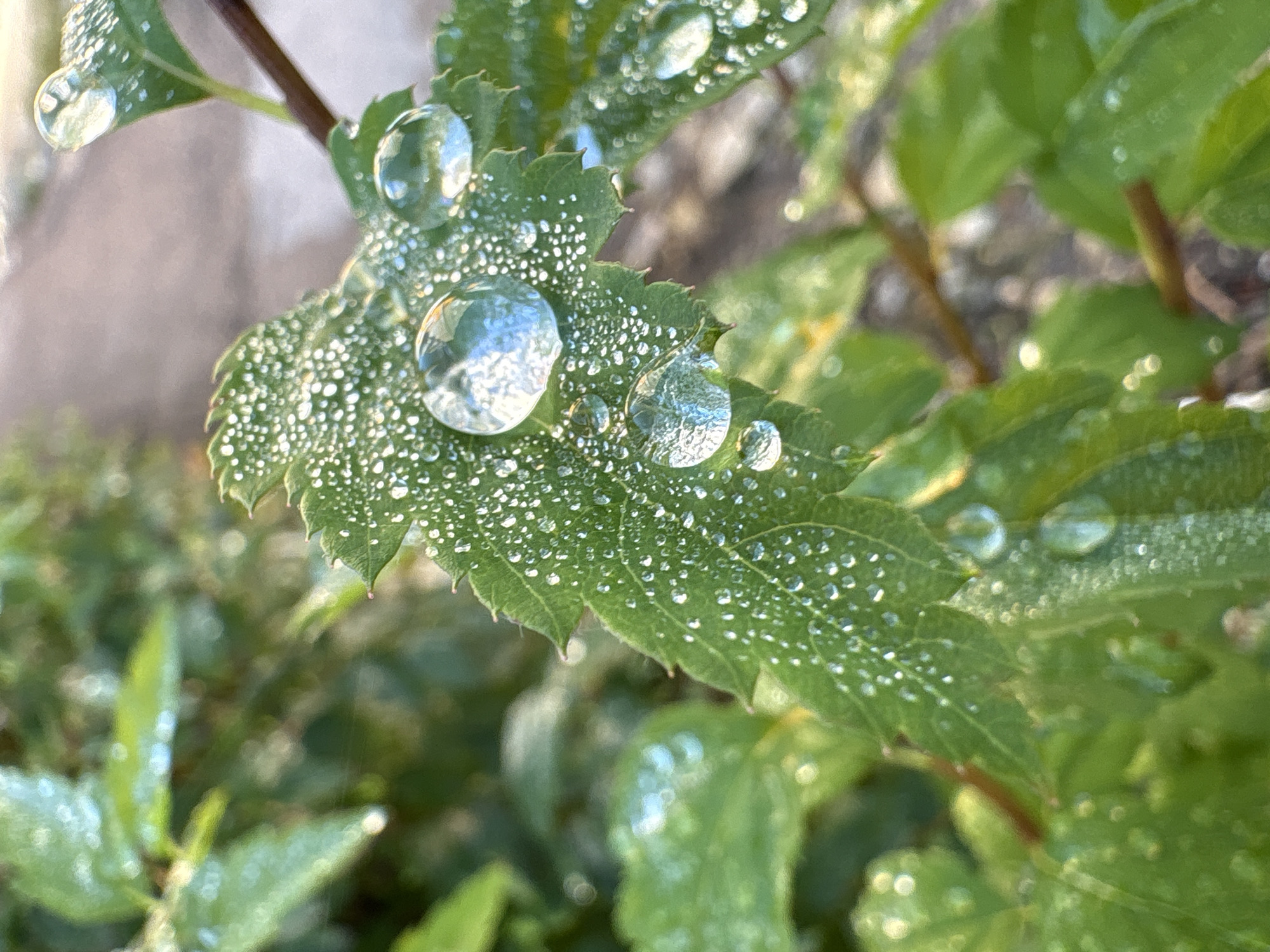 A close-up, outdoor photograph shows a green leaf covered in numerous small water droplets, with a few larger, clear water droplets prominently featured on its surface. The leaf has a serrated edge and is angled towards the right of the frame. In the background, out of focus, are more green leaves and some brownish soil or pavement. The lighting suggests it might be early morning or late afternoon due to the soft light and the presence of dew. No people or animals are visible. The image appears to have been taken in a garden or natural setting, possibly in Kungur, Russia, given the context.