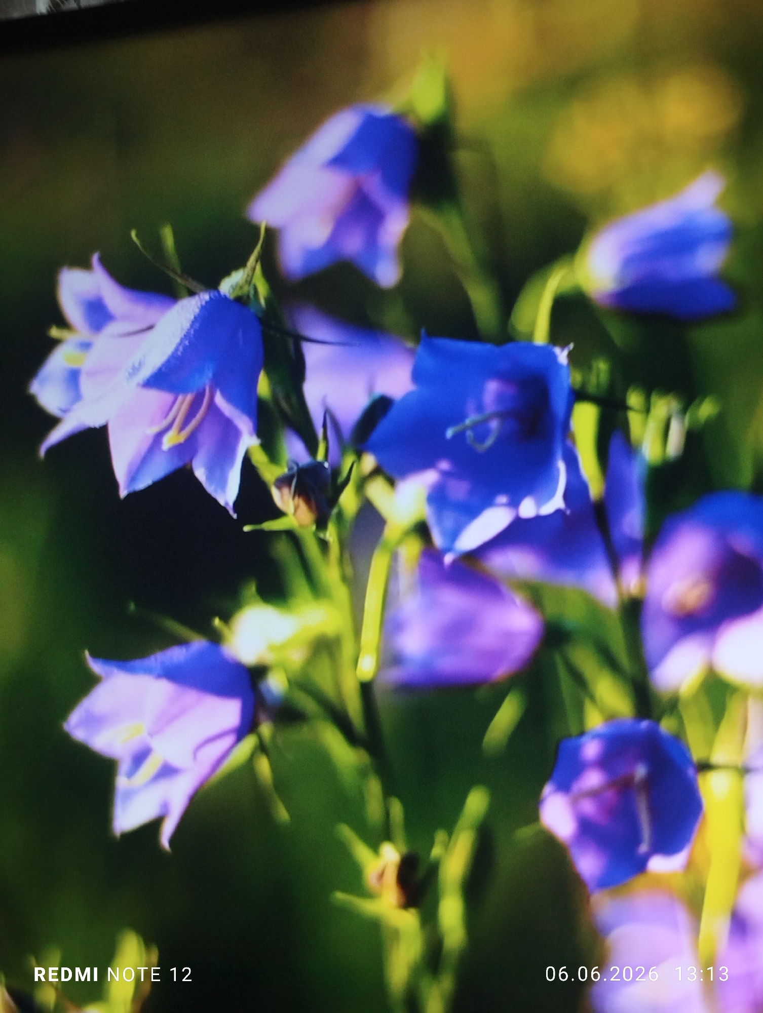 The image presents a close-up view of multiple campanulate flowers, commonly known as bellflowers, situated outdoors in the city of Burgas, Bulgaria. The primary color of the blossoms ranges from vibrant blue to lighter shades of lavender and purple. Several flowers in the foreground and mid-ground exhibit sharp focus, revealing minute water droplets on their petals. Visible yellow stamens are present within the open bell-shaped structures of some flowers. The flowers are supported by green stems and surrounded by indistinct green foliage. The background is rendered in a soft, out-of-focus bokeh, comprising blurred green and yellow-green elements, indicative of a natural or garden environment. The scene is illuminated by natural daylight, creating highlights on the flower petals. A digital watermark in the lower left corner identifies the capture device as "REDMI NOTE 12." Another timestamp in the lower right corner indicates the date "06.06.2026" and time "13:13." No human subjects or discernible animate objects are present in the static scene.