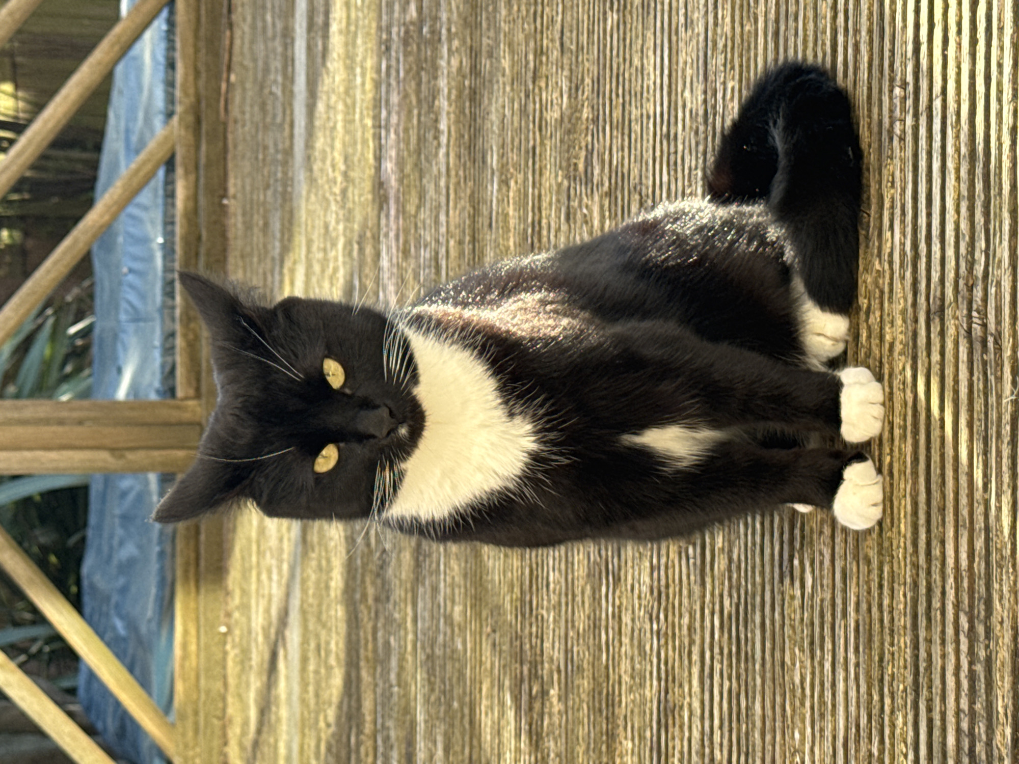 A black and white tuxedo cat lies on a wooden surface with vertical planks. The cat has white paws, a white chest, and a black body and tail curled up. The cat's eyes are yellow. The scene appears to be outdoors, potentially on a deck or patio, with a partial view of a wooden fence and greenery in the background.
Location is not discernible in the image.