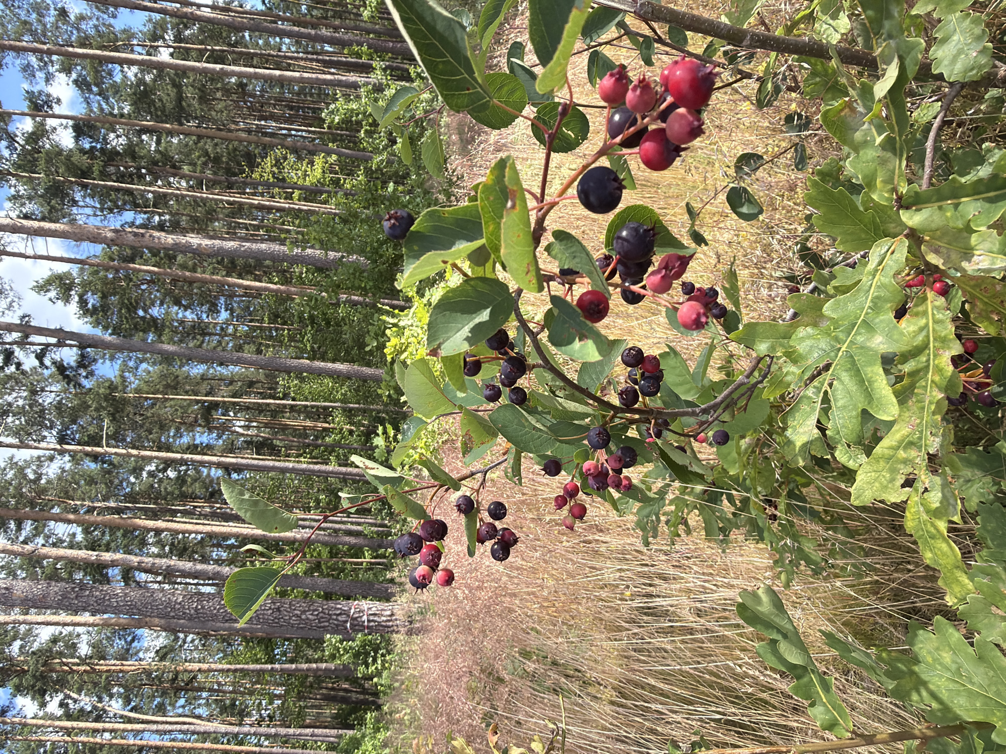 A close-up, eye-level shot captures a small bush with clusters of ripe and ripening berries in the foreground. The berries are a mix of dark purple and red hues, some still attached to their stems, surrounded by green leaves and smaller, reddish berries. Behind the bush, dry, golden grass stretches across the ground, creating a soft, natural backdrop. In the distance, a dense forest of tall, slender pine trees with straight trunks dominates the scene, their green canopies forming a textured ceiling against a bright blue sky with scattered white clouds. The environment suggests a natural woodland area, possibly on the outskirts of a town or city, such as the area in Ulbroka, Latvia, known for its green spaces and pine forests. No people are present in the image.