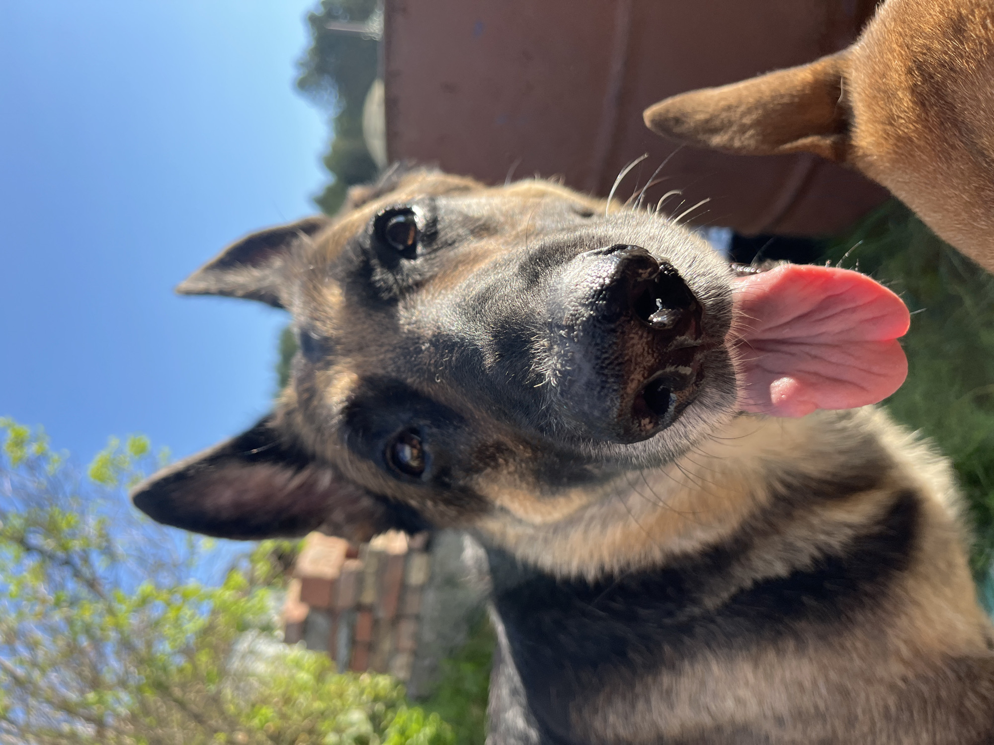 A close-up, eye-level, outdoor photograph shows a German Shepherd dog with its tongue hanging out, looking directly at the camera. The dog's fur is a mix of black, brown, and tan. Behind the dog, to the left, is a blurred background of green foliage, a brick structure, and a clear blue sky. To the right, a portion of another dog's head, appearing to be a lighter brown color, is visible. The lighting suggests it is daytime. The location is identified as Nizhny Tagil, Russia.