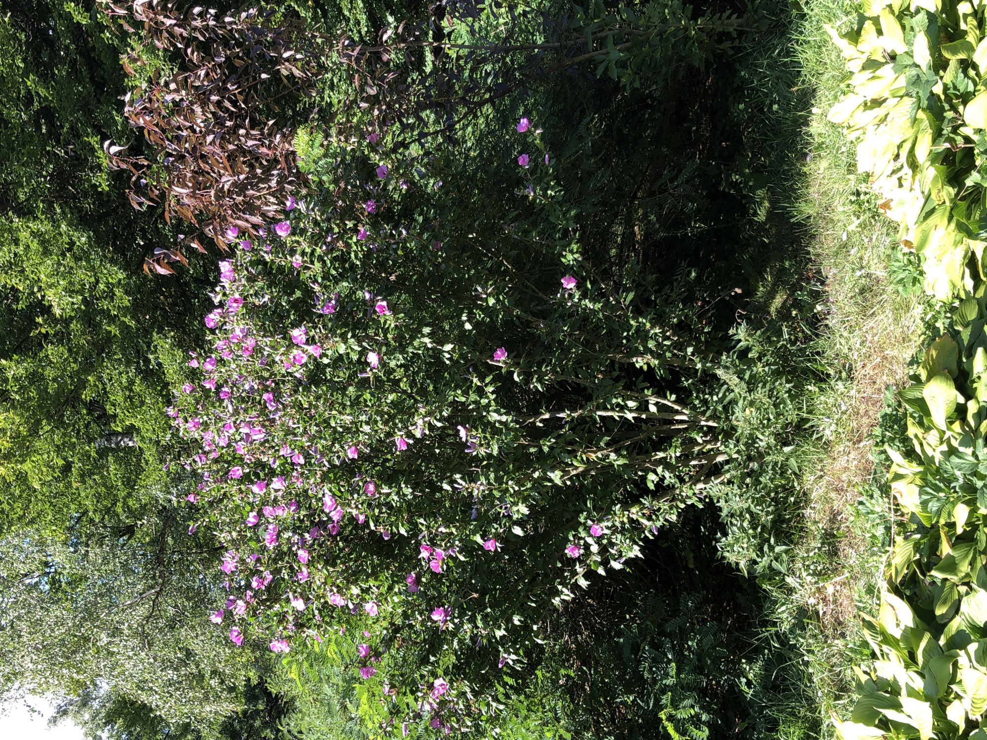 This image depicts a dense green bush with numerous bright pink flowers, likely hibiscus, blooming prominently in the foreground. The bush is situated in a natural outdoor setting, with various other trees and foliage visible in the background, suggesting a garden or park. The lighting indicates it is daytime, with sunlight casting shadows and highlighting the vibrant colors of the flowers and leaves. The lower portion of the image features large, broad green leaves of a hosta plant. The overall scene conveys a sense of lush vegetation and natural beauty. There are no people or animals visible in the image. There is no visible indication of the specific location within Lviv, Ukraine, or any other specific geographical markers.