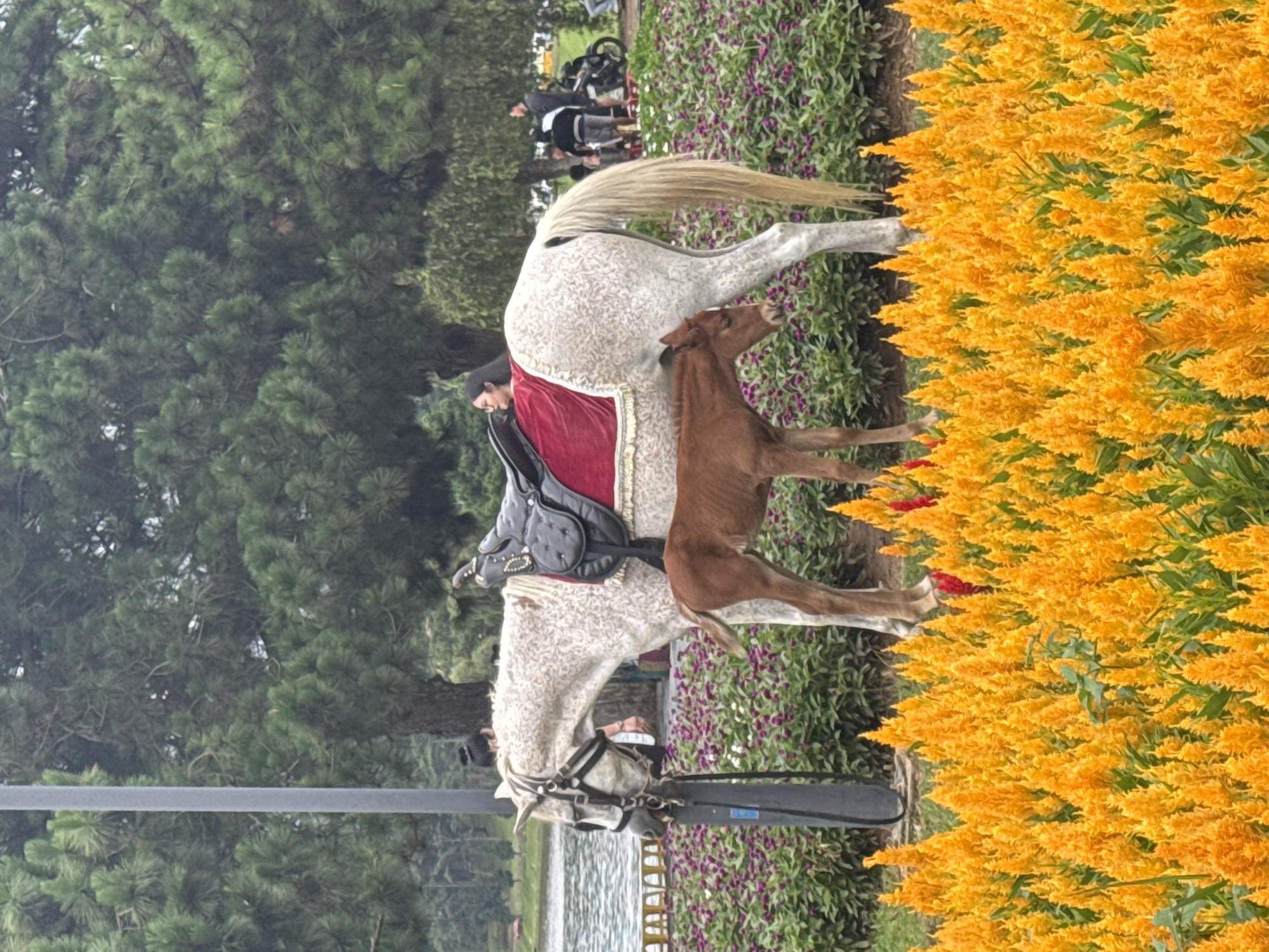A horse with a red saddle and a colt stand together near a hedge of yellow flowers. In the background are people and a body of water. The photo was taken in Da Lat, Vietnam.