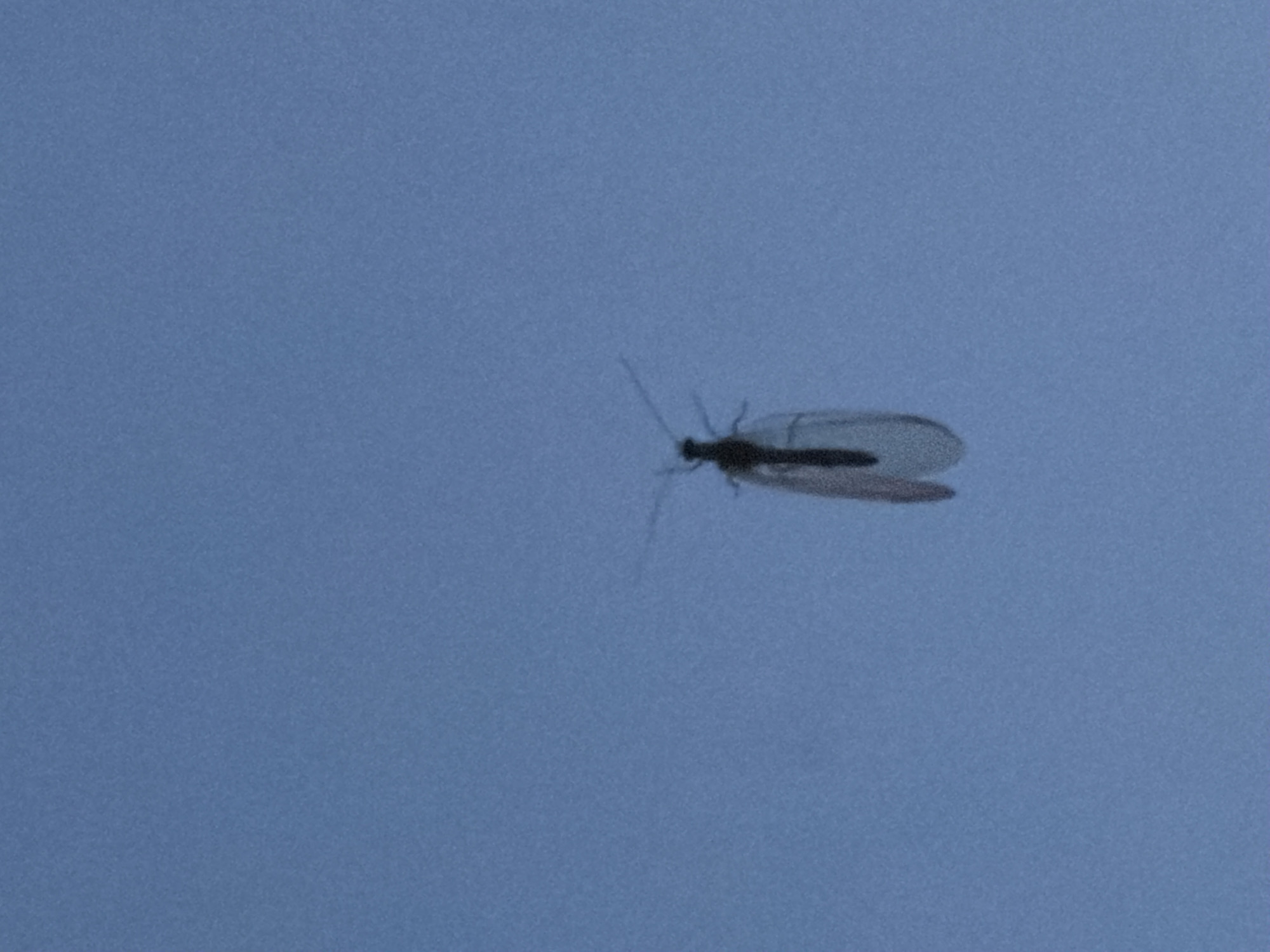 A small insect with translucent wings is flying against a clear blue sky. There is no information available to determine the location of the image in the city of Chaikovsky, Russia.