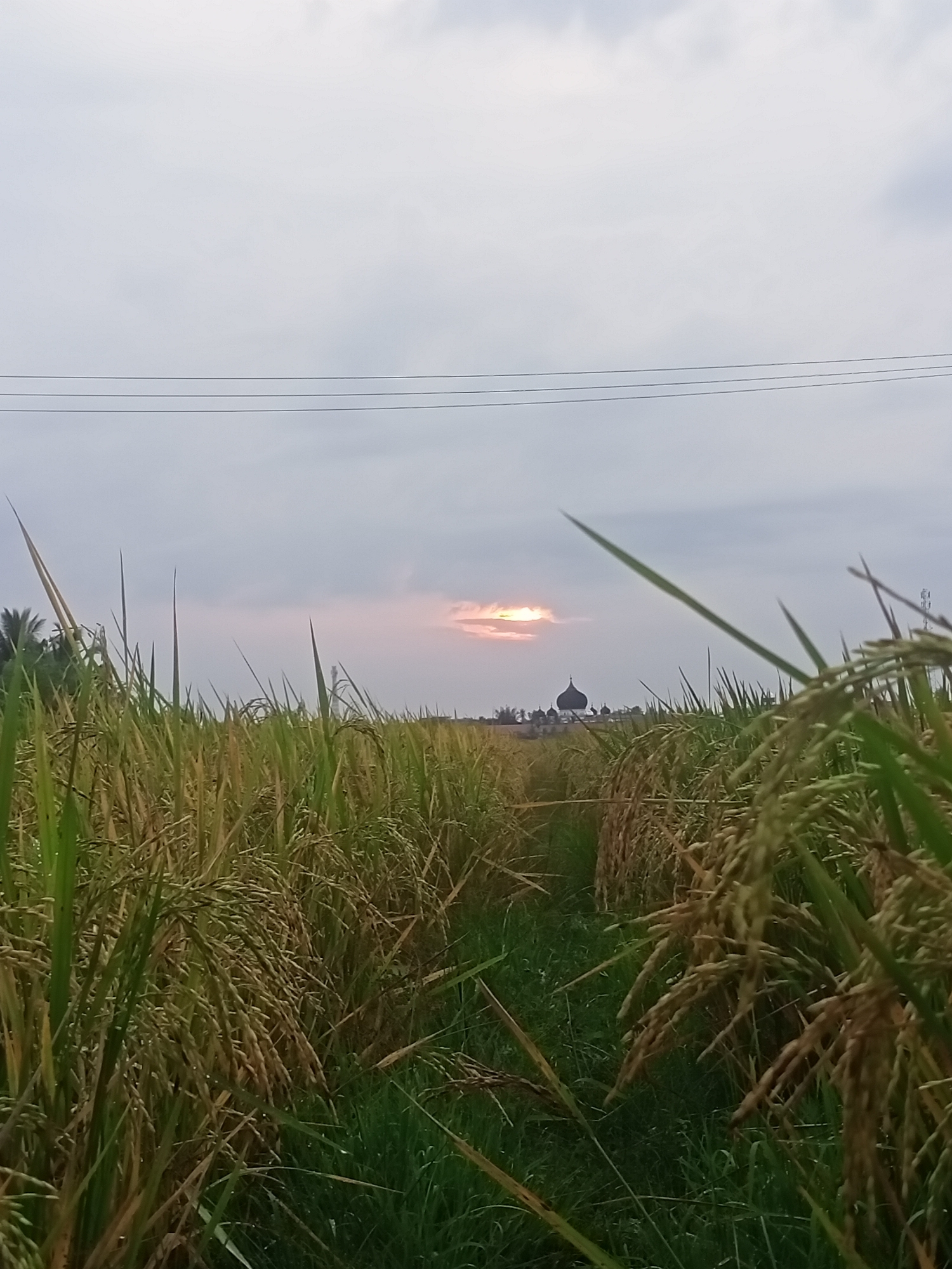 This image captures a serene rural landscape, likely at sunset or sunrise, in Puntimatangkuli, Indonesia. The dominant subjects are vast rice paddy fields that fill the foreground and extend into the middle ground, showcasing mature rice stalks with golden-brown grains ready for harvest, interspersed with vibrant green foliage. A narrow, dark path cuts through the center of the rice fields, leading towards the horizon.
In the distance, partially obscured by the rice fields and a faint haze, stands a mosque with multiple dark domes and cupolas, silhouetted against the sky. To the far left, a cluster of trees, possibly palm trees, adds to the natural backdrop.
The sky is largely overcast with shades of grey, but a warm, bright glow emanates from a low point on the horizon, where the sun appears to be breaking through a gap in the clouds. This light creates a soft, ethereal atmosphere. Three parallel power lines stretch across the upper portion of the sky, adding a subtle touch of human infrastructure to the otherwise natural scene.
The image depicts a peaceful, agricultural setting at a transitional time of day, highlighting the beauty of the cultivated landscape and the presence of local architecture. No people or visible text are present.