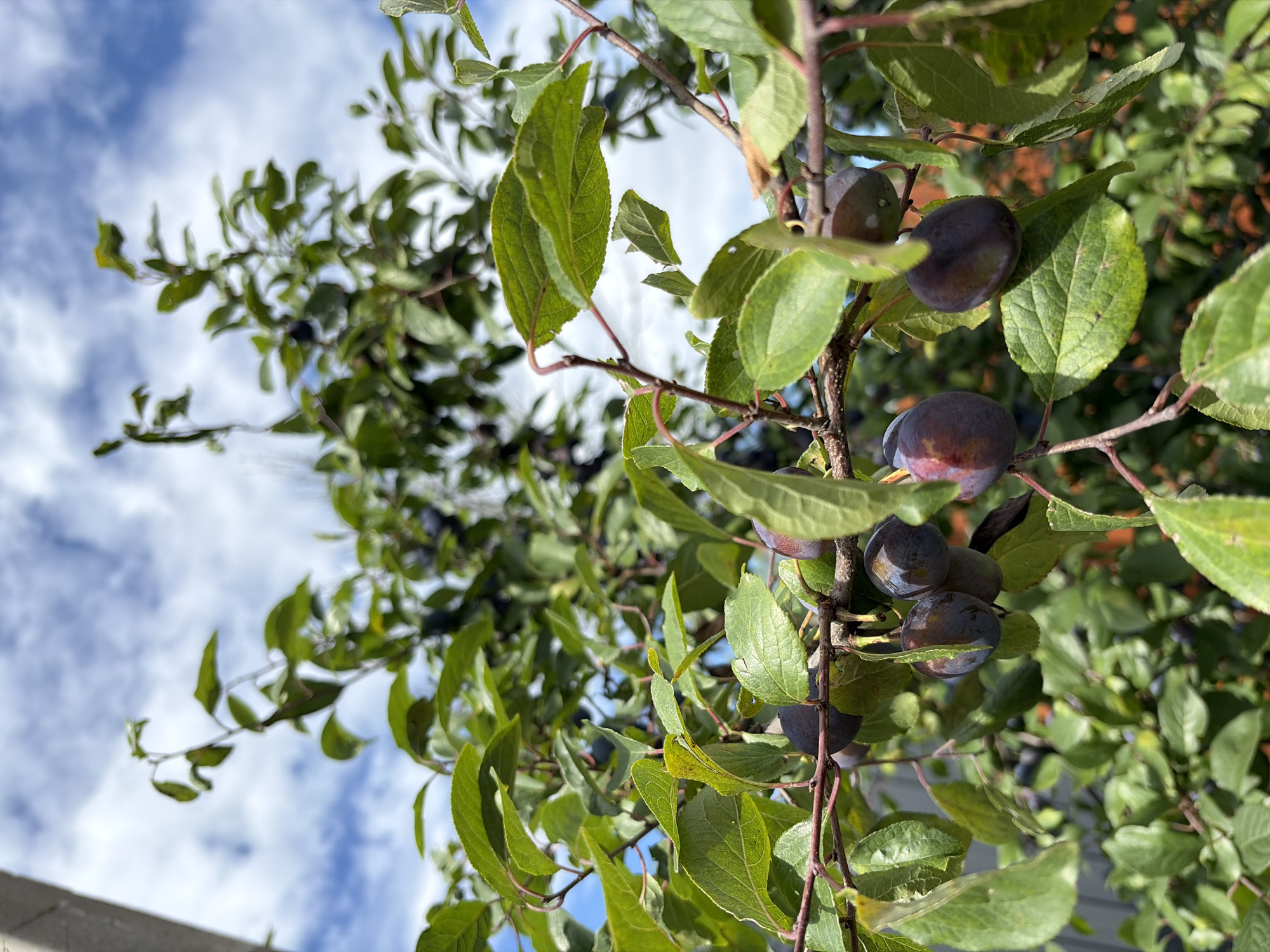 This is a close-up, eye-level shot of a plum tree branch laden with ripe, dark purple plums. The plums are clustered together, some partially obscured by vibrant green leaves. The branches are thin and brown, with some reddish stems visible. In the background, more of the tree's foliage is visible, along with a bright blue sky dotted with fluffy white clouds. A sliver of a grey structure, possibly a fence, is visible at the bottom left of the frame. The overall lighting suggests it is daytime, with sunlight illuminating the scene. The image appears to be taken outdoors in a garden or orchard setting within the city of Keramik Snt (Belaya), Russia.