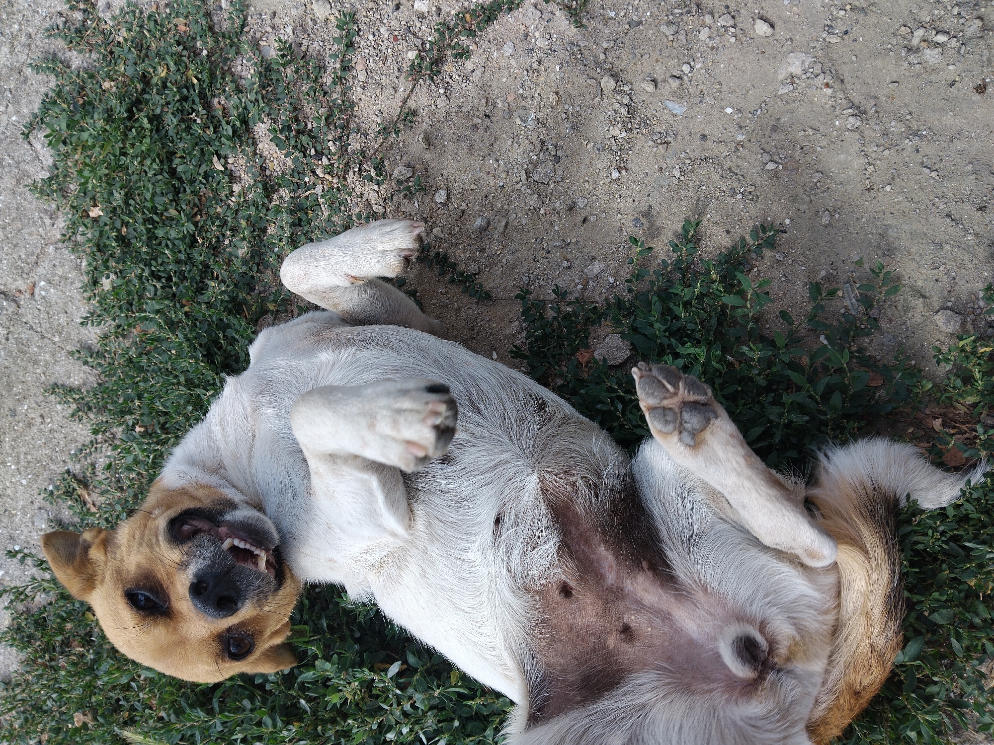 An overhead shot captures a small, light brown and white dog lying on its back in a patch of green vegetation and sandy ground. The dog's mouth is open, revealing its teeth in a relaxed, panting expression. Its paws are splayed upwards, and its belly is exposed, showing darker skin with visible nipples. The background consists of sparse green plants and dry, sandy soil with small pebbles. The overall scene suggests the dog is enjoying a moment of leisure outdoors. The location is identified as Krynychky, Ukraine.