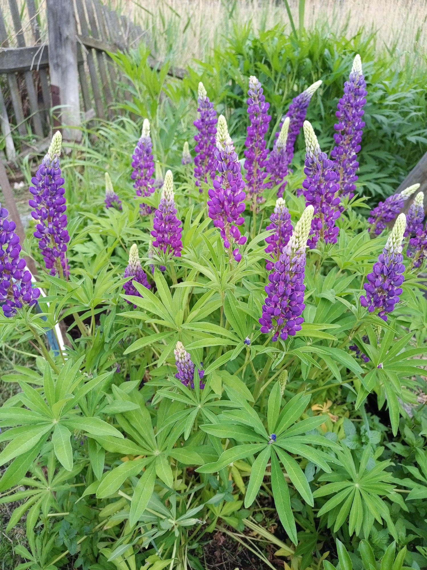 This image shows a close-up view of a cluster of purple lupine flowers with green foliage in Pankrushikha, Russia. The flowers are tall and spiky, with many small blooms clustered together. The leaves are palmate, with several leaflets radiating from a central point. In the background, a weathered wooden fence and tall grass can be seen. The scene is bathed in natural light, suggesting it was taken outdoors during the daytime. There are no people or animals visible in the image.