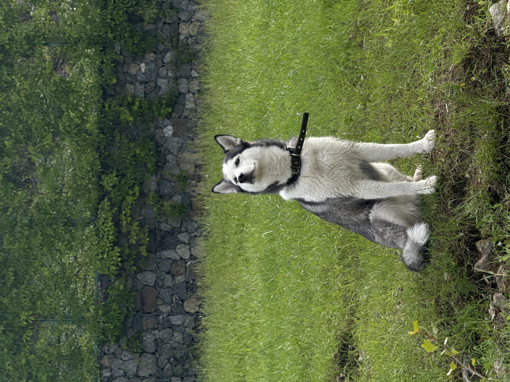 A medium shot captures a husky dog sitting upright on a grassy lawn. The dog is facing forward with its head tilted upwards and to the left, appearing to look at something out of frame. Its fur is a mix of white and grey, with distinctive black markings around its eyes and ears. The dog is wearing a black collar with a silver buckle. Behind the dog, a stone wall is visible, covered in green vines and foliage. Above the wall, more lush green trees and vegetation form a dense canopy. The ground is covered in thick, green grass, with a few scattered rocks and a small plant with yellow leaves in the foreground. The lighting suggests it is daytime, with soft shadows indicating an overcast or diffused light source. The scene is peaceful and natural, with no visible humans or man-made structures other than the stone wall and the dog's collar.