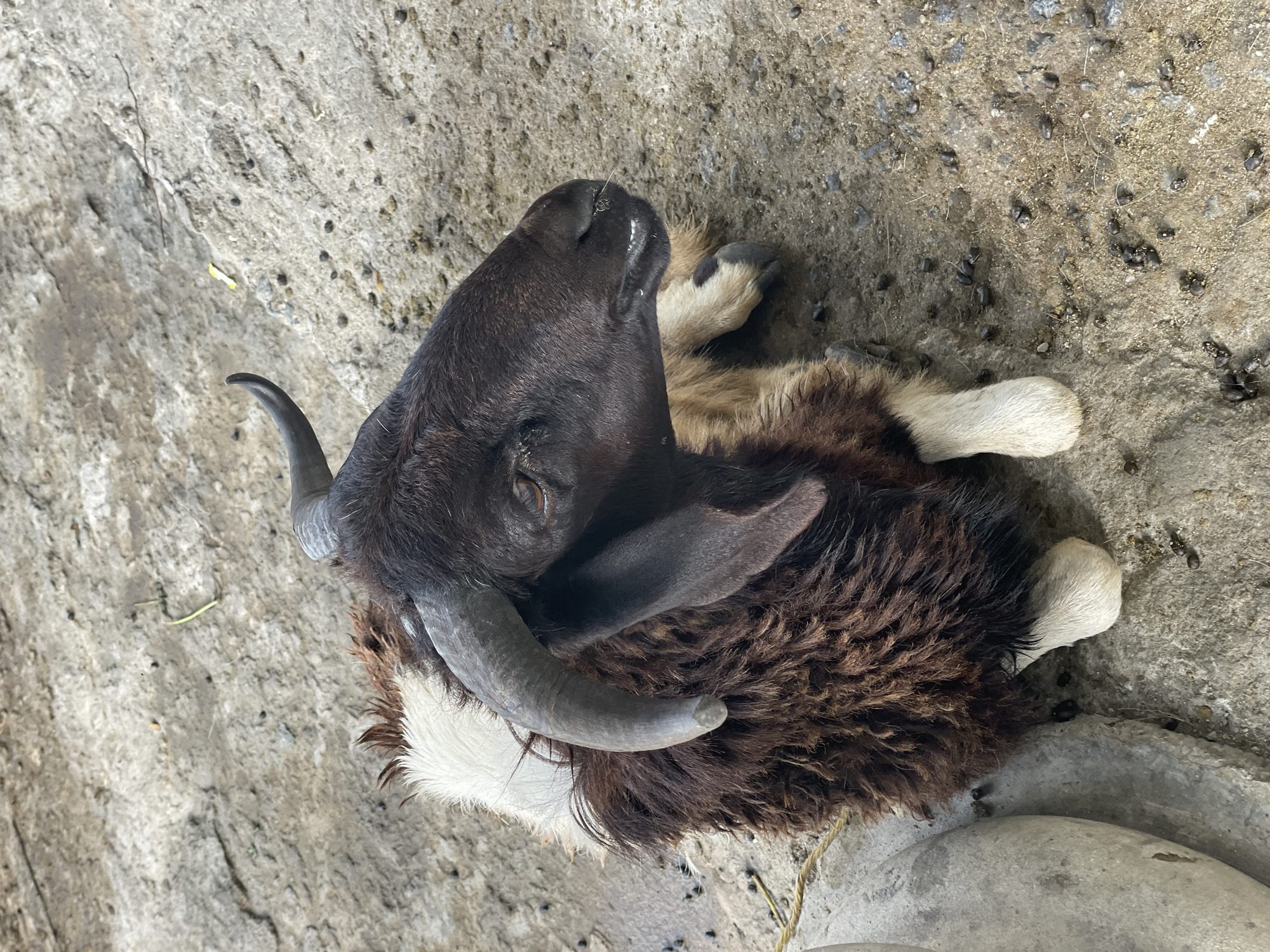 A horned goat is depicted lying on a light grey, textured ground surface. The goat exhibits a multi-colored coat: predominantly dark brown on its head and lower body, with a prominent white patch on its upper back/neck, and tan fur visible on its belly and lower legs. It possesses two robust, dark, curved horns. A small amount of white, possibly foamy, substance and a single strand of green material are present around its muzzle. Its visible right eye is dark and appears to be gazing towards the upper right of the frame. The ground beneath and surrounding the goat is uneven and scattered with numerous dark, pellet-shaped animal droppings. A thin, light-colored rope is partially visible on the ground to the left of the goat. A grey, rounded stone or concrete object occupies the far left edge of the frame. A small, yellowish-white fragment of debris is discernible on the ground in the upper right background. The scene is an outdoor setting within Ikorodu, Nigeria.