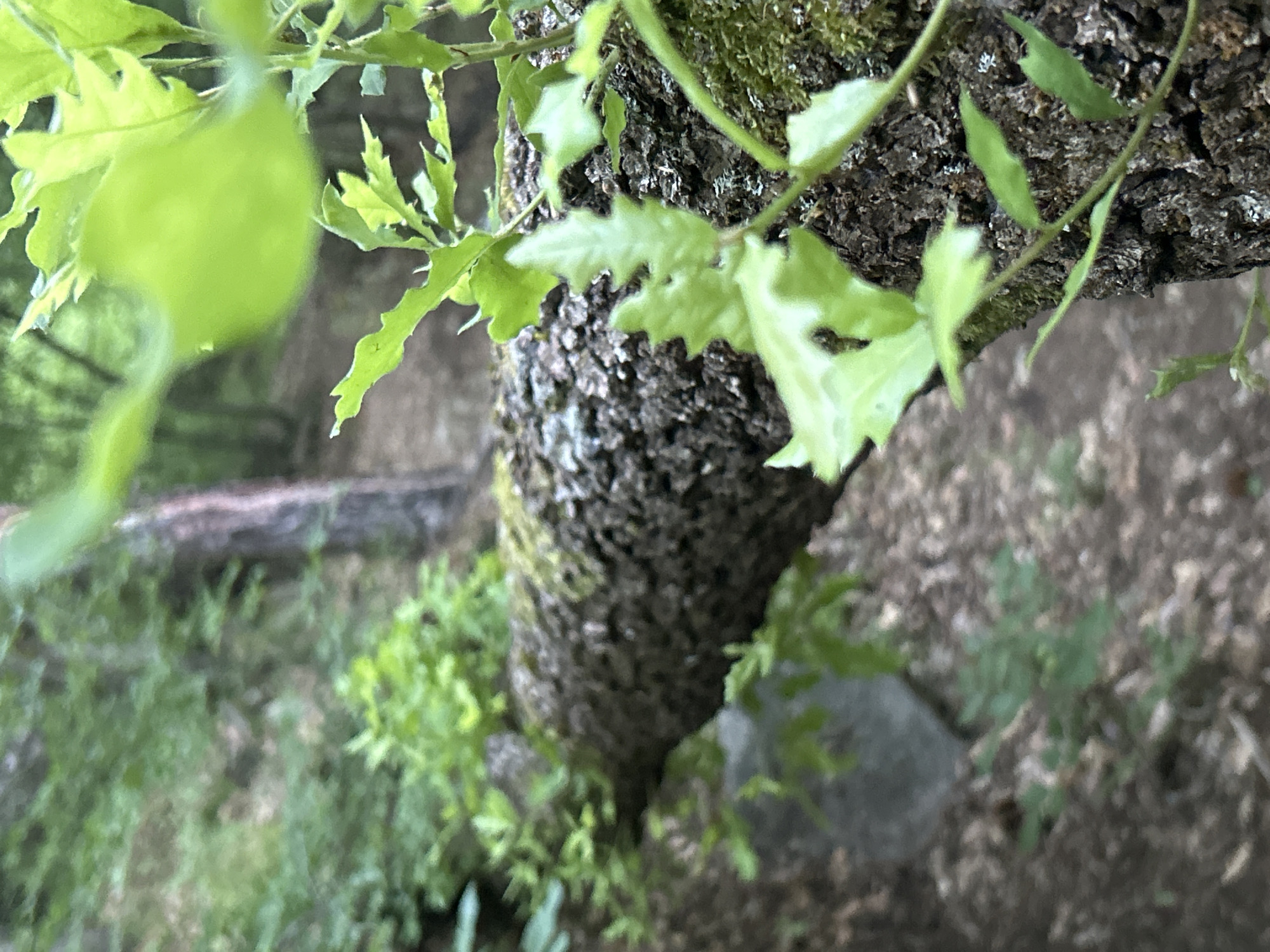 The image depicts a close-up of a tree trunk with various green foliage around it. The bark of the tree is textured and appears to have moss growing on it. The leaves are serrated. The background shows more greenery, suggesting a wooded area. The location and specific details about people, actions, or interactions are not discernible from the image.