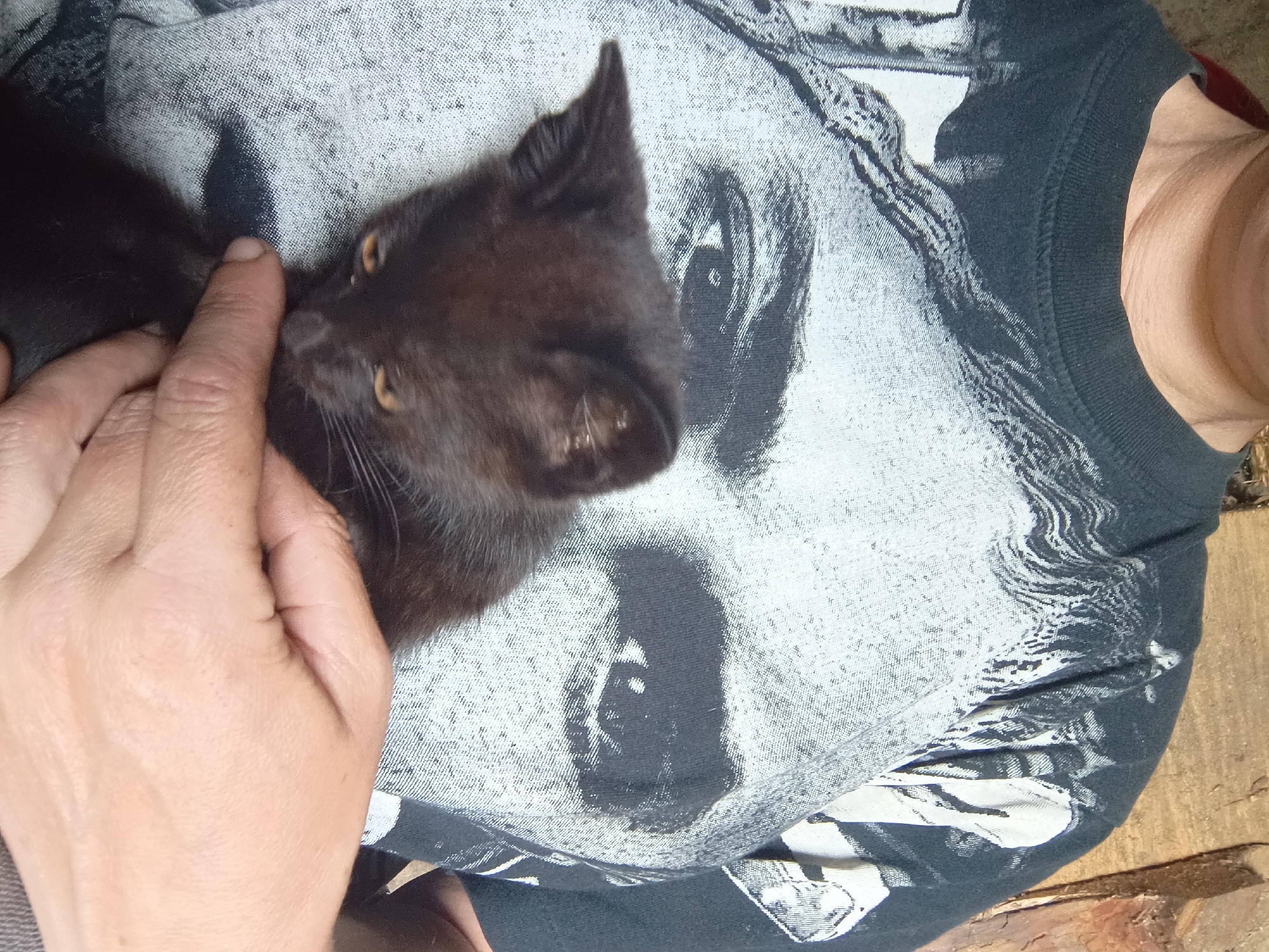 A close-up, eye-level shot shows a person's torso and a black kitten. The person is wearing a black t-shirt with a large, black-and-white graphic of a man's face. The kitten, with dark fur and yellow eyes, is being held by the person's hand, which is reaching up from the bottom of the frame, and is positioned in front of the t-shirt graphic. The kitten's head is turned downwards and it appears to be interacting with the person's finger. The background consists of a wooden surface to the right of the frame.
