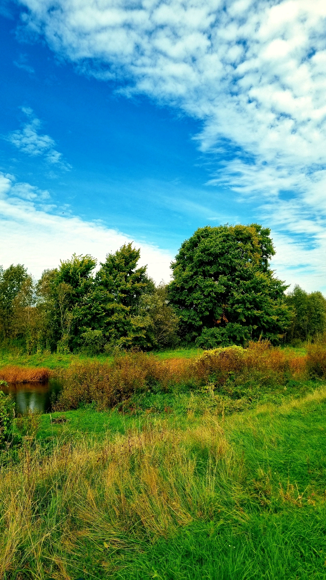 An outdoor, eye-level, vertical-format, full shot photograph captures a landscape under a bright blue sky dotted with white, wispy clouds. The scene is dominated by lush green grass in the foreground, with some dried, brown grasses interspersed. A narrow, dark body of water runs along the left edge of the image. Beyond the water, a dense line of trees forms the background, with a large, mature deciduous tree being the most prominent feature. The foliage of the trees ranges in color from deep green to lighter, yellowish-green. The overall impression is of a natural, tranquil environment. No people or animals are visible.
