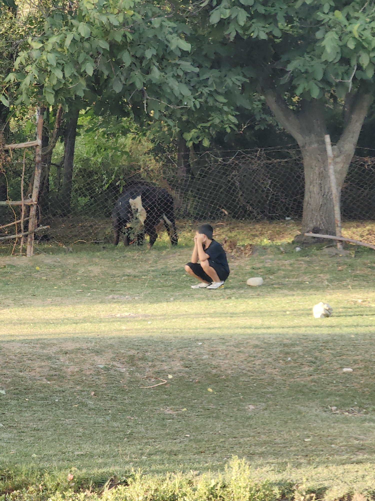 In the city of Көксаяқ ауылдық округі, Kazakhstan, an image depicts a rural outdoor scene. A young boy, wearing a black t-shirt and shorts, is crouched on the grass, covering his face with his hands. Behind him and to the left, a dark-colored bull with white markings on its face and neck is visible, partially obscured by a wire fence and dense foliage. The environment is characterized by a grassy area with scattered rocks, surrounded by trees and a fence. The lighting suggests it is daytime, with sunlight casting shadows across the grass.