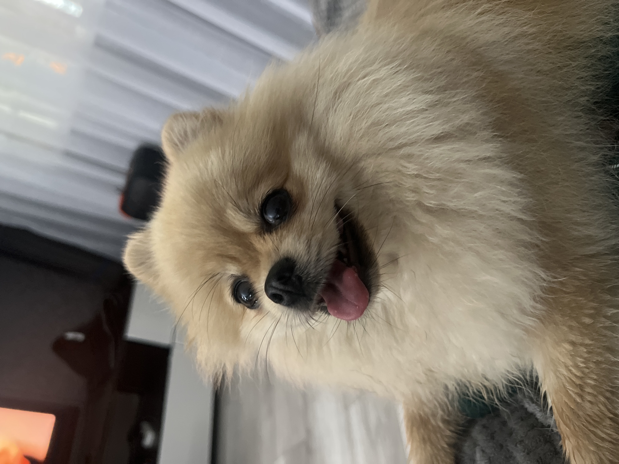 A fluffy Pomeranian dog with light brown fur and dark eyes is lying down indoors. Its tongue is sticking out slightly. The dog is on a gray surface, possibly a blanket or pet bed. In the background, there is a large dark object, possibly a television screen, with a bright orange shape reflected on it. To the right, sheer white curtains are visible, and behind them, a dark object with a red accent can be seen. The floor appears to be light-colored wood or laminate. The scene takes place indoors in a room.