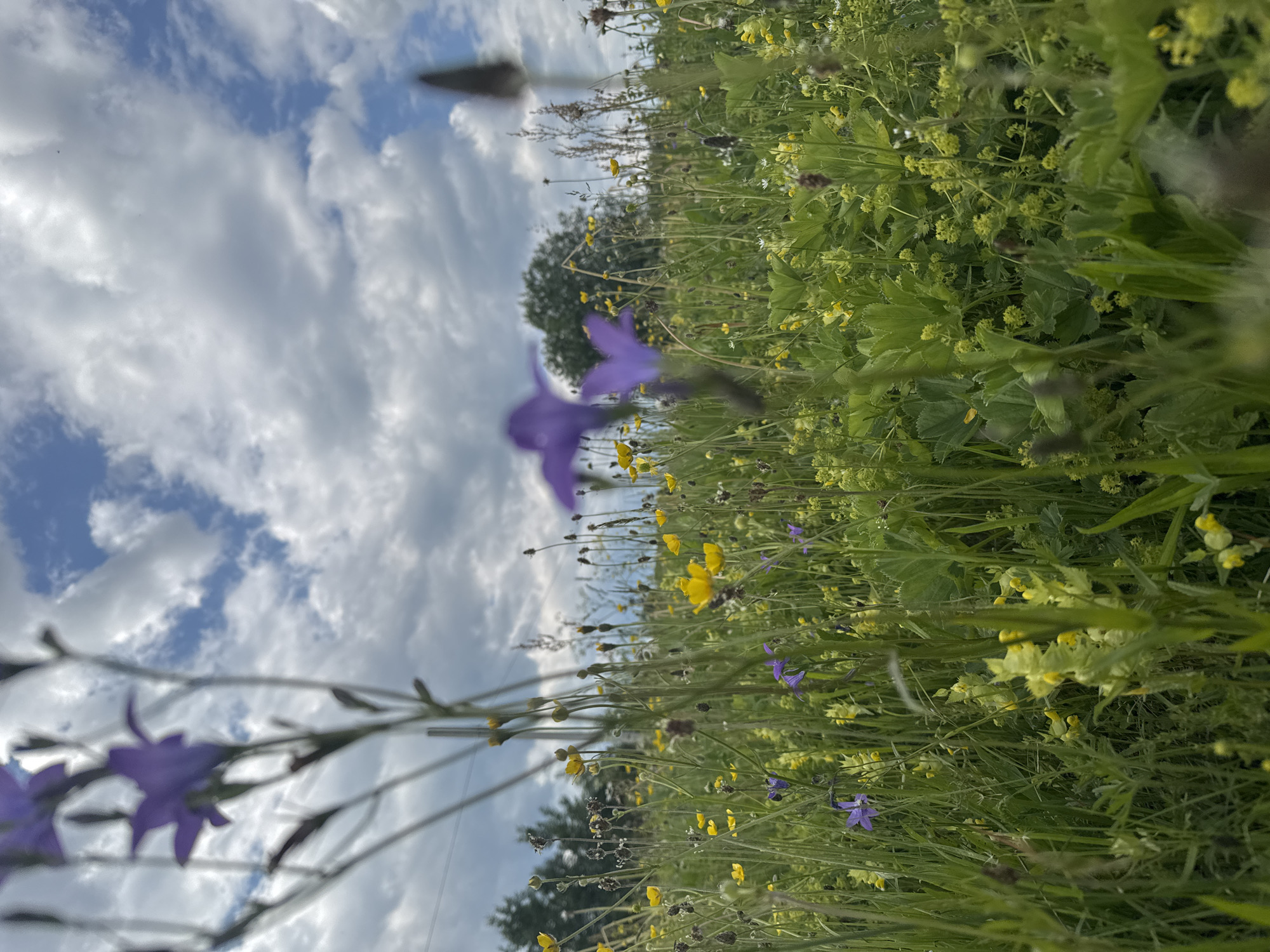 An outdoor, low-angle, vertical shot captures a meadow of wildflowers under a cloudy sky. The foreground is dominated by tall green grass and various small wildflowers, primarily purple bellflowers and yellow buttercups, with some blurred elements. In the midground, more flowers and green foliage fill the scene, interspersed with taller dry grasses and seed heads. A line of trees and utility poles can be seen in the far background, beneath a sky filled with dramatic, grey and white clouds. The overall impression is of a natural, wild landscape, possibly in the vicinity of Луптюг, Russia.