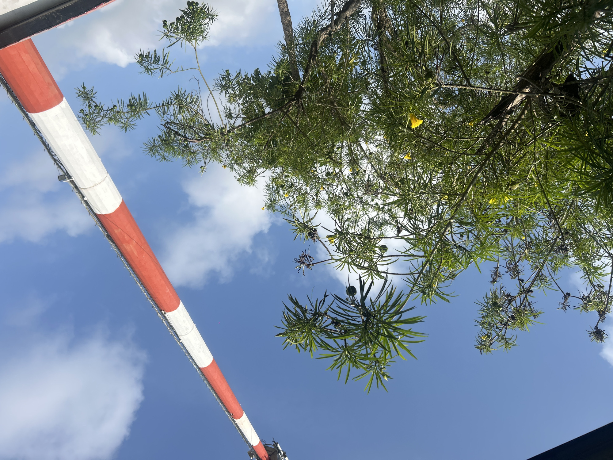 In the city of Masaka, Nigeria, a telecommunications tower painted in alternating red and white bands stands tall against a bright blue sky dotted with fluffy white clouds. The tower is partially obscured by the lush green foliage of a tree with narrow leaves and small yellow flowers. Some branches of the tree bear small, green, oval-shaped fruits or seed pods. A dark horizontal element, possibly a roof or overhang, is visible in the lower right corner of the image, providing a contrasting foreground against the natural elements and the man-made structure. The perspective is from below, looking upwards towards the sky and the tower.