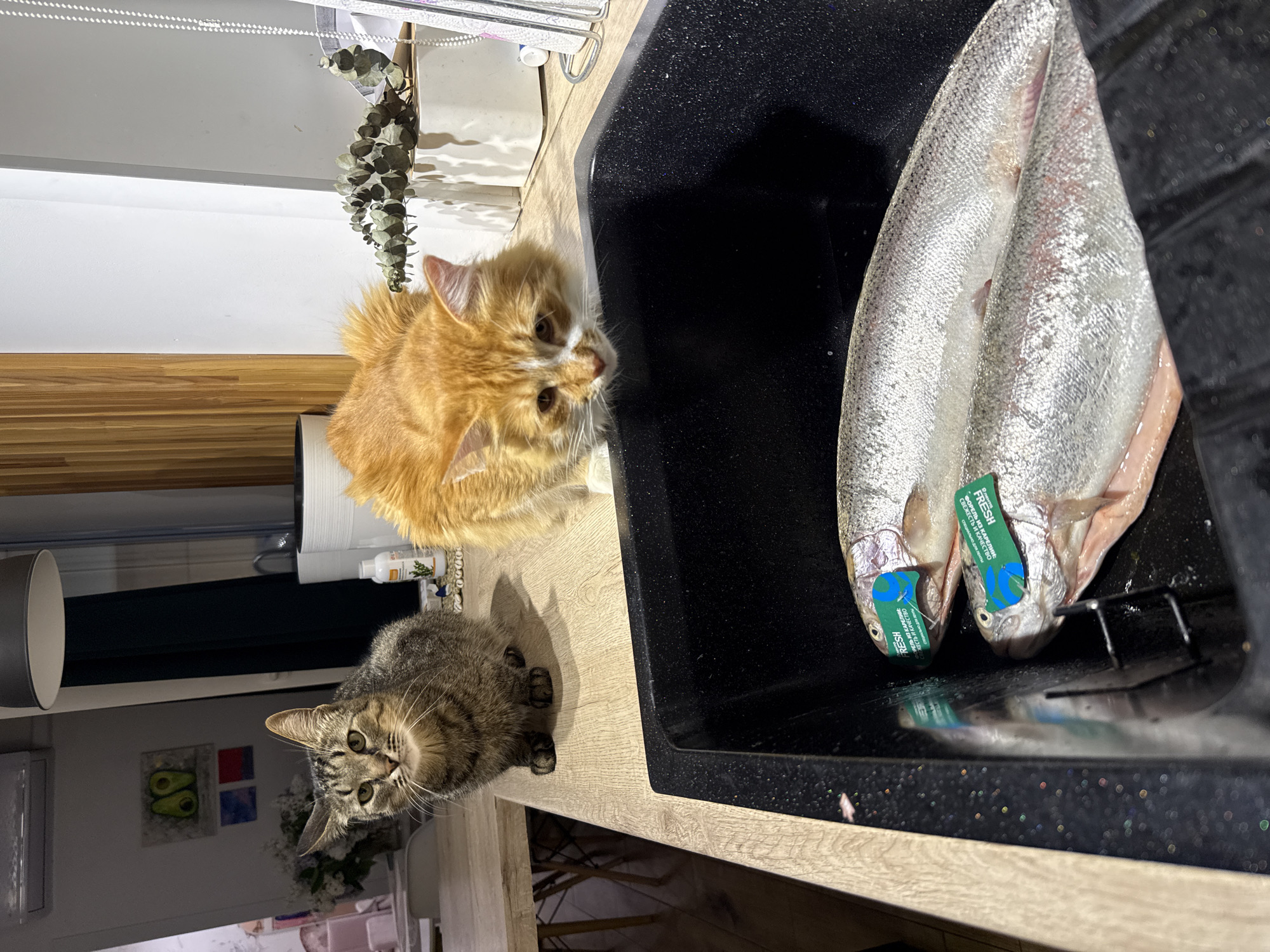 Two cats, one orange and one tabby, are on a countertop next to a black sink. Inside the sink are two silver fish with blue "FRESH" tags on them. The countertop is light brown. The scene includes parts of a kitchen with decorations and household items in the background.