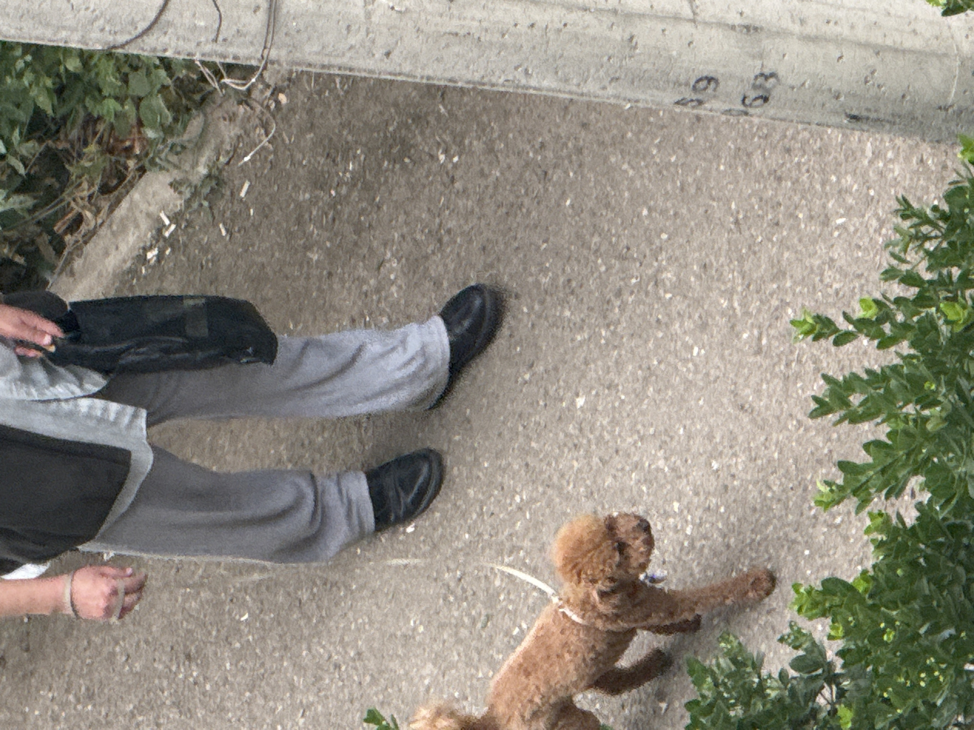 A person is walking a small, light brown poodle on a leash on a concrete pathway. The person is wearing grey sweatpants and a black and grey jacket. They are holding a black bag in their left hand. The poodle is facing away from the camera, looking towards the person. Green foliage is visible on the right side of the image, and some green plants and dirt are on the left. The pathway has some scattered cigarette butts and is bordered by a concrete structure with some markings that appear to be numbers, possibly "69" and "59". The image is taken from a high angle, looking down at the scene. The lighting suggests it is daytime. The setting appears to be outdoors, likely in an urban or suburban area.