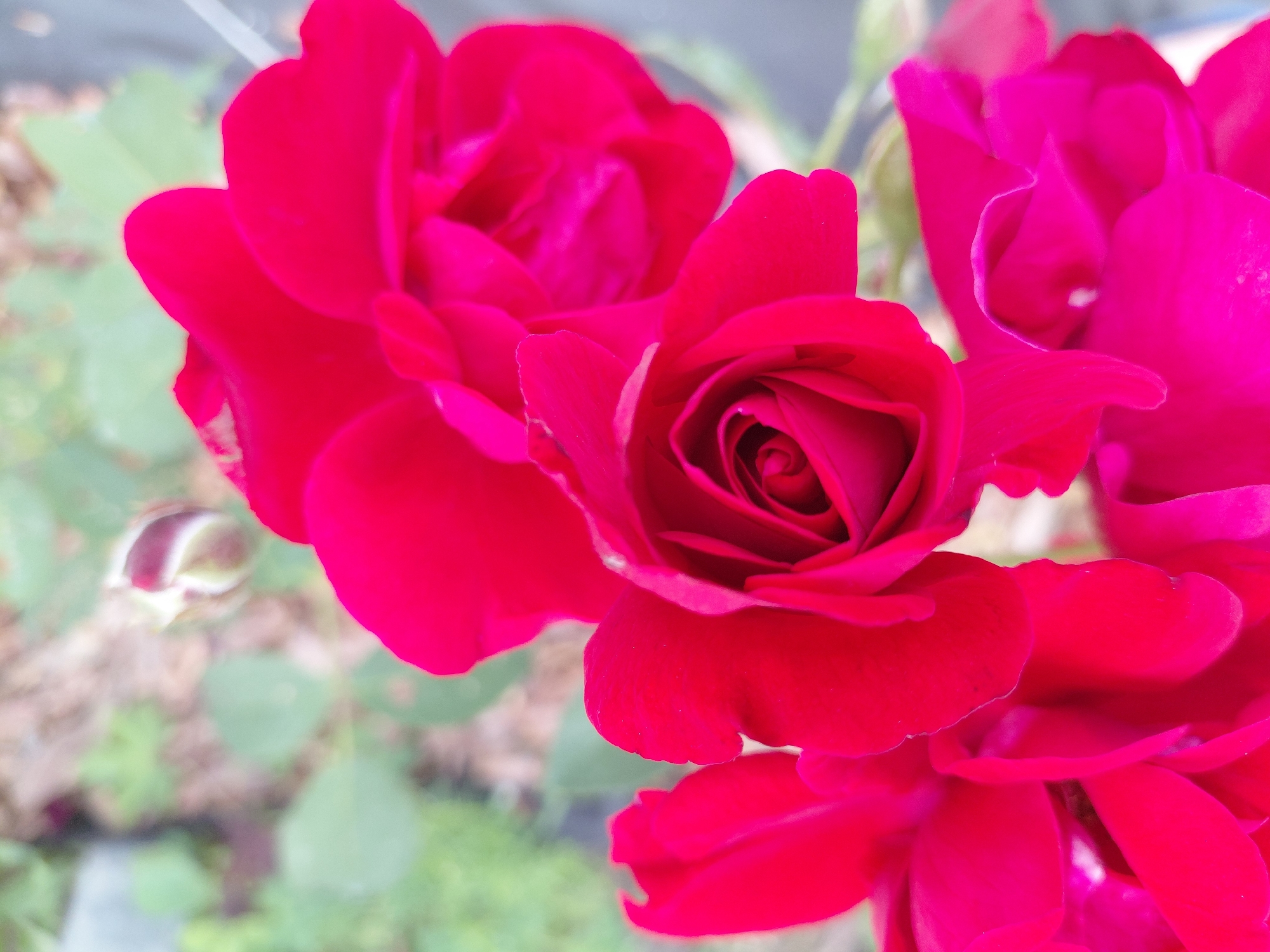 The media file is a close-up photograph of several vibrant red roses in bloom. The subjects are the roses themselves, with their petals unfurling and displaying intricate details. The scene is a garden or outdoor setting, with a blurred background of greenery and what appears to be soil or mulch. The focus is sharp on the flowers, highlighting their rich color and delicate textures. There is a hint of a rose bud on the left side of the image, suggesting a garden in the process of blooming. The lighting appears to be natural, suggesting it was taken during daylight hours. There are no people, text, or specific weather conditions evident. The image evokes a feeling of natural beauty and the vibrancy of a summer garden. The location context of Novosibirsk, Russia, suggests the image was captured in a place where these flowers would be grown.