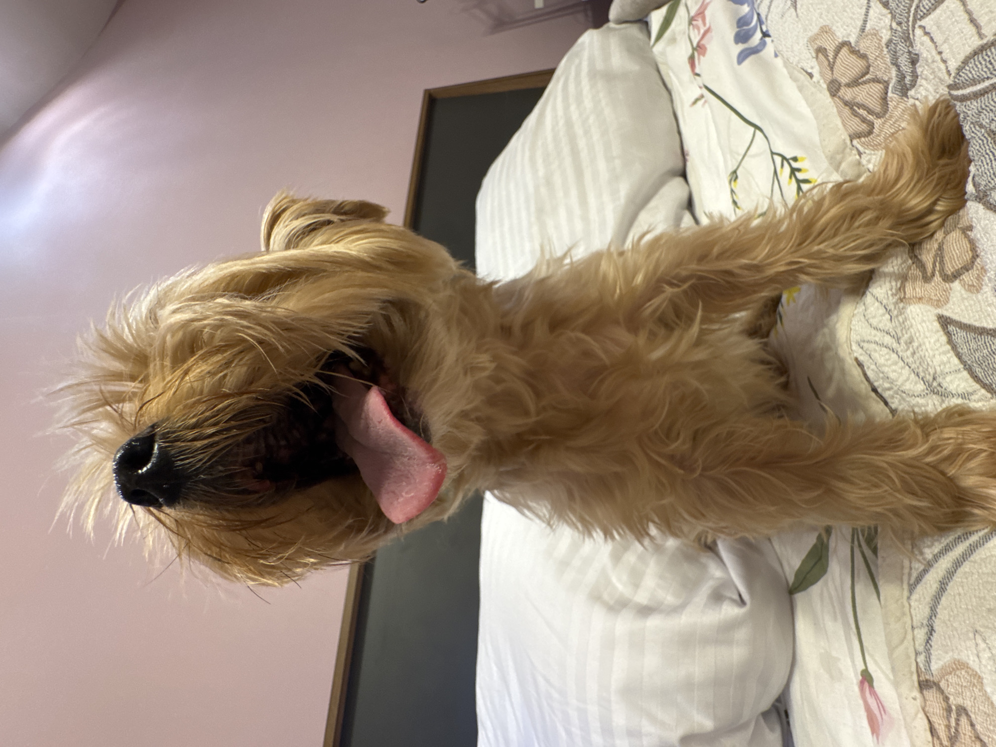 A low-angle, close-up shot captures a small, tan-colored dog with its mouth wide open, revealing a pink tongue. The dog is sitting on a bed, which features white, striped pillows and a duvet cover with a floral pattern. Behind the bed, a dark headboard is visible, and the wall behind it is painted a light pink hue. The scene appears to be indoors, likely in a bedroom. No specific location in Almaty, Kazakhstan, can be identified from the image.