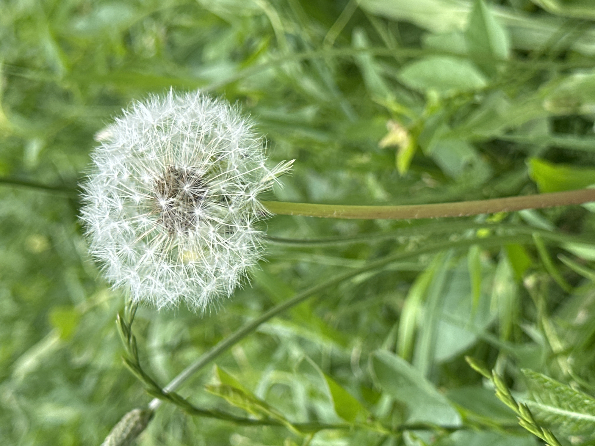 A close-up, slightly off-center shot showcases a dandelion seed head, its fluffy white parachutes radiating outwards. The background is a blur of various shades of green, suggesting a field or garden. The lighting appears natural, possibly overcast or diffused sunlight. No people or specific landmarks are visible in the image. The location is not specified within the image itself, but if this image were taken in Sofia, Bulgaria, it could be in one of its numerous parks, such as Borisova Gradina or South Park, or even a less manicured green space.
