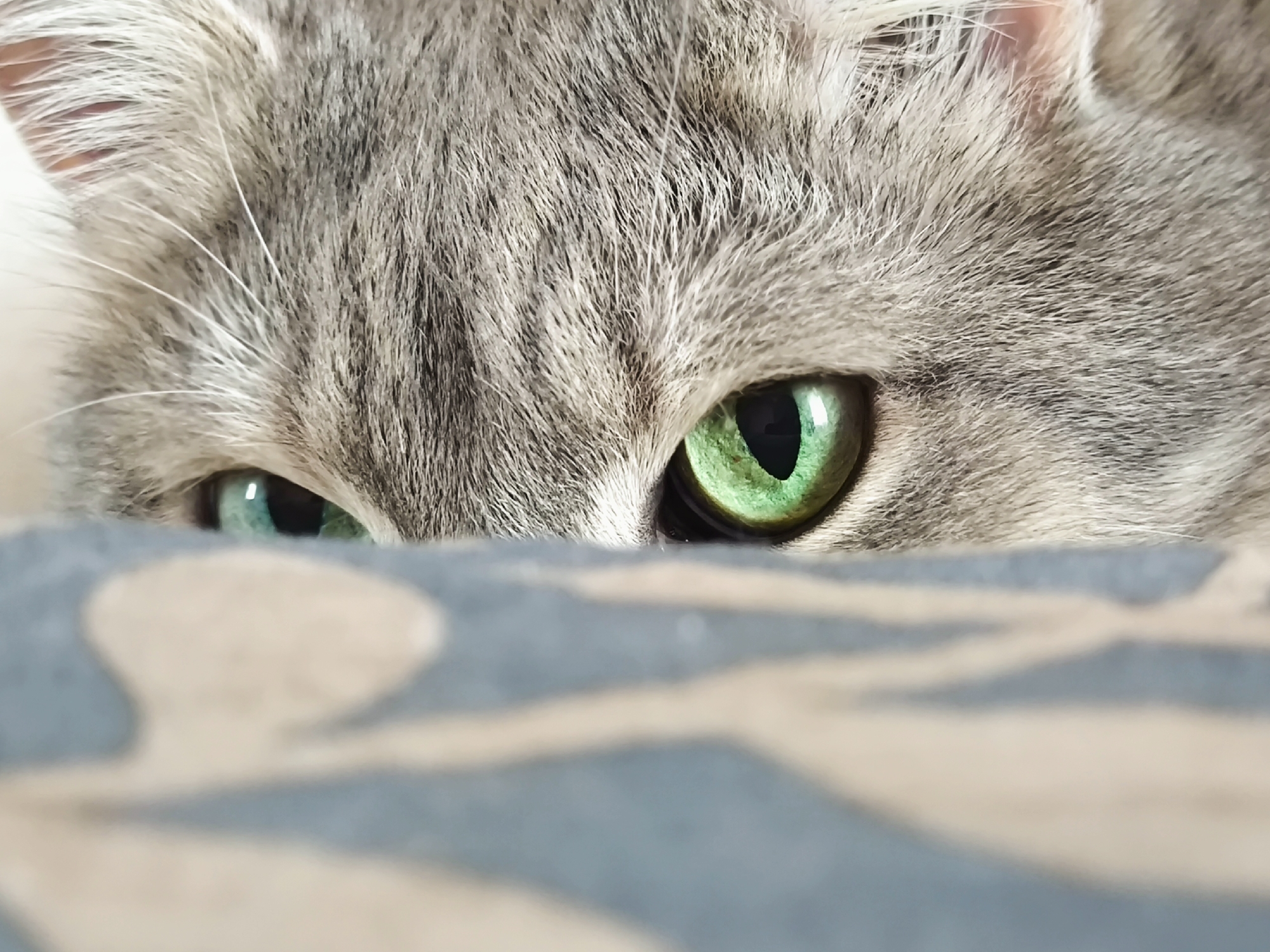 This is a close-up, eye-level shot of a cat's face, peeking over a patterned surface. The cat has gray fur with darker tabby markings and striking green eyes that are the focal point of the image. The fur is detailed, showing individual hairs and subtle variations in color. The cat's eyes are wide open, with clear pupils reflecting a light source, giving them a luminous quality.
The patterned surface in the foreground is out of focus, but appears to be a textile with a design of alternating light and dark, possibly beige and blue stripes or abstract shapes. The shallow depth of field blurs this surface, emphasizing the sharp focus on the cat's eyes and face.
The lighting suggests it is daytime, likely indoors, given the soft, diffused light that illuminates the cat's fur and eyes without harsh shadows. The overall mood is one of curiosity and gentle observation, with the cat appearing alert and perhaps a little mischievous as it peers over the edge. There is no visible text in the image.